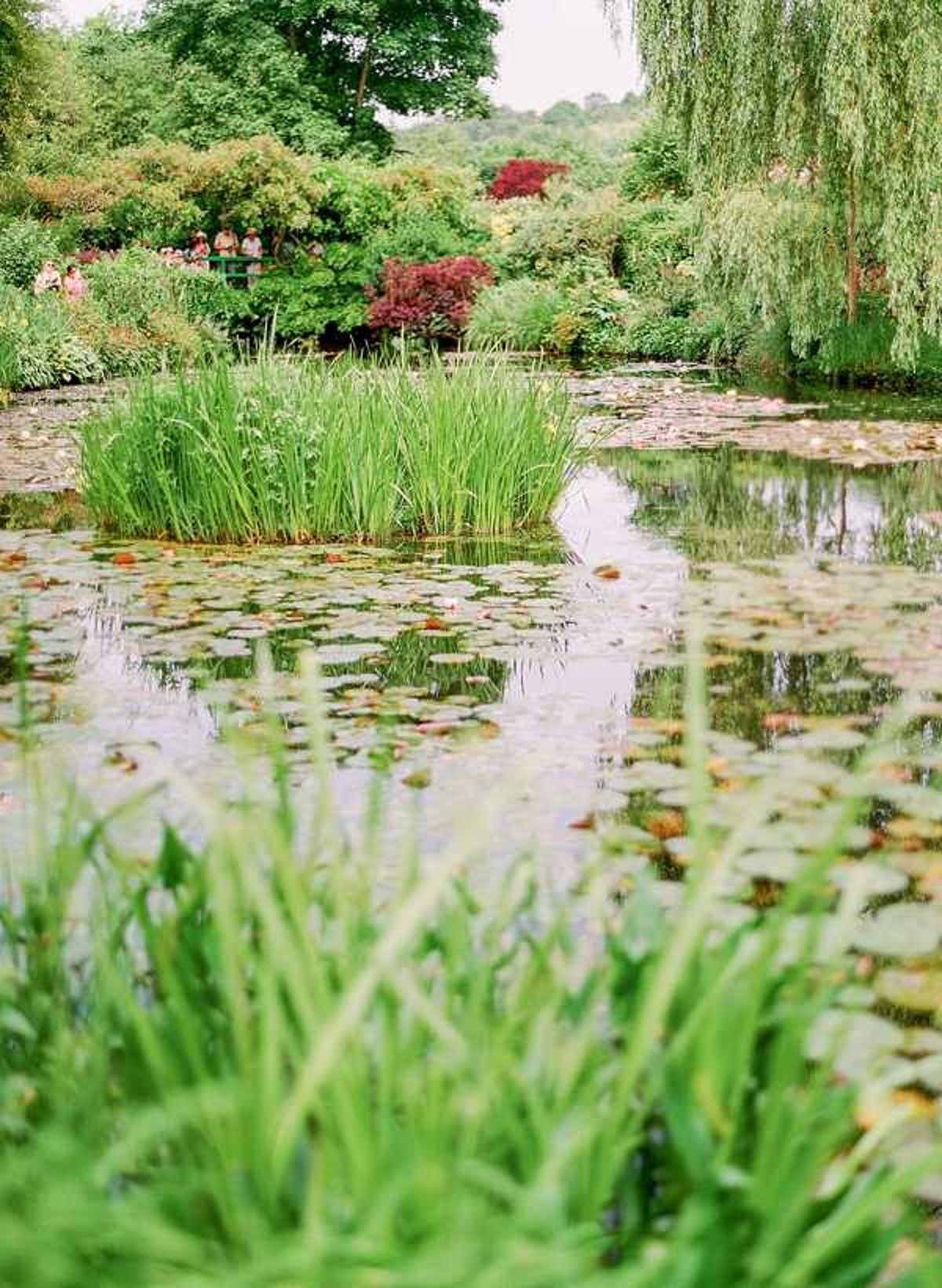 A wide-angle landscape shot of a lily pond garden setting, likely Monet's garden at Giverny, featuring a water surface covered with lily pads and pink water lilies, tall reeds, weeping willow branches, and a mix of green and deep red-leafed shrubs. A small group of people — approximately five to eight individuals in casual and colorful attire — is visible in the background on or near a green bridge structure, suggesting guests or visitors at a pre-wedding or styled shoot location visit. No couple, wedding party, or ceremony elements are visible in the frame. The foreground is intentionally blurred with tall grasses, giving a soft depth-of-field effect. Potential venue feature image.