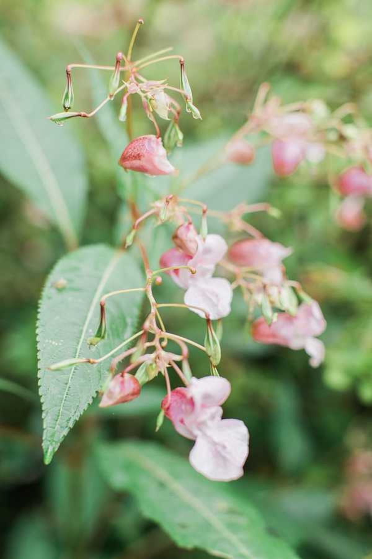 This image does not depict a wedding scene. It is a close-up botanical photograph of pale pink and rose-tinted wildflowers, likely Himalayan balsam (Impatiens glandulifera), with green serrated leaves in the foreground and a softly blurred green background. No people, wedding attire, decor, or event elements are visible. The shot is a macro/detail composition with shallow depth of field.