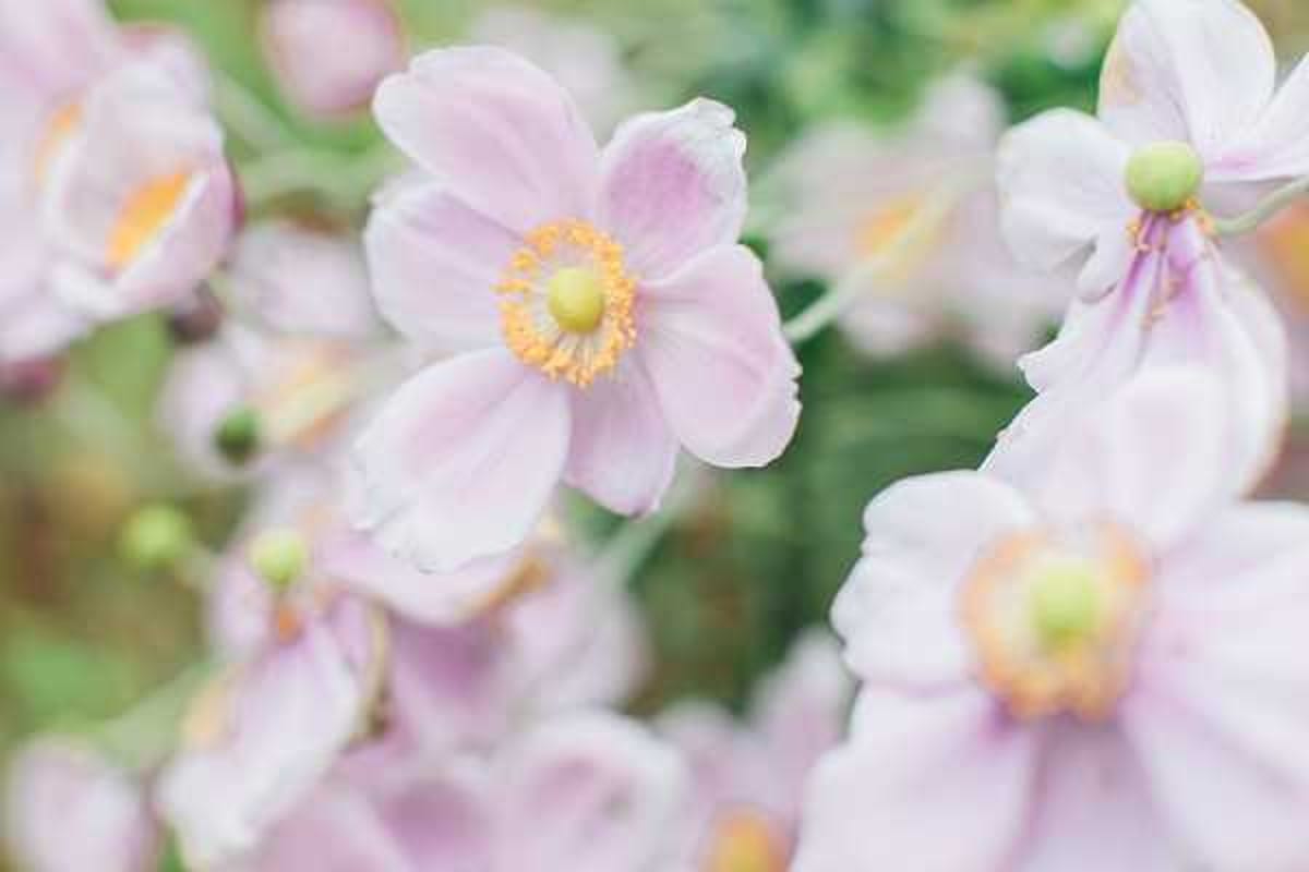 Close-up detail shot of pale blush pink anemone flowers with yellow and green centers, set against a soft green bokeh background. No people, venue, or wedding-specific activity is visible in this image. The shot is a macro-style floral detail, likely intended as a decorative or editorial filler image rather than a documentary wedding photograph.