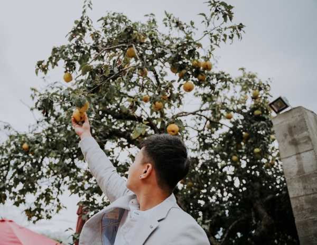 A groom in a white dress shirt and light grey suit jacket reaches up to touch fruit on a tree, photographed from a low angle looking up. The portrait-style shot captures him from behind and slightly to the side, his arm extended upward toward what appears to be a pear or apple tree with yellow-green fruit. A red structure or fabric is partially visible at the lower left edge of the frame. The setting appears to be an outdoor garden or estate grounds.