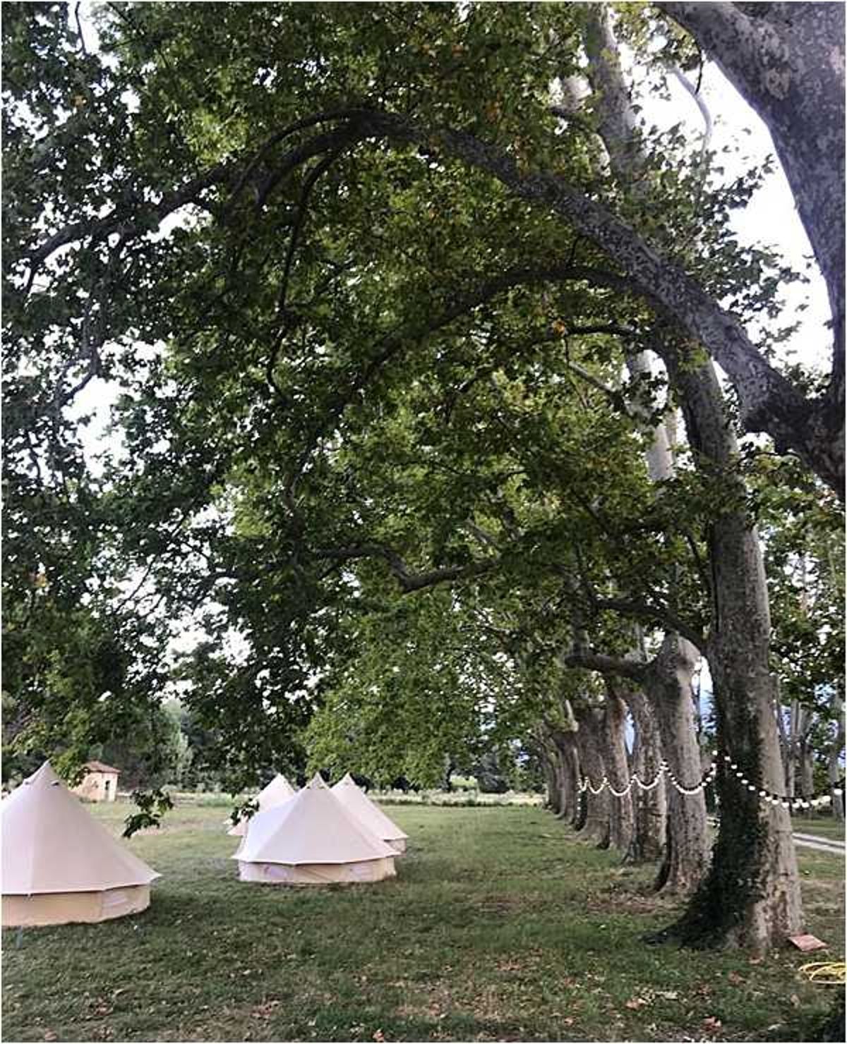 An outdoor wedding glamping setup on the grounds of what appears to be a French estate or chateau property. Several white canvas bell tents are arranged across a lawn beneath a row of large mature plane trees, suggesting accommodation for wedding guests. A string of small globe or pearl-style lights is draped between the tree trunks, adding decorative lighting to the space. The overall styling is relaxed and rustic, consistent with a countryside or boho-influenced wedding weekend. Wide shot taken from ground level looking along the tree-lined alley.