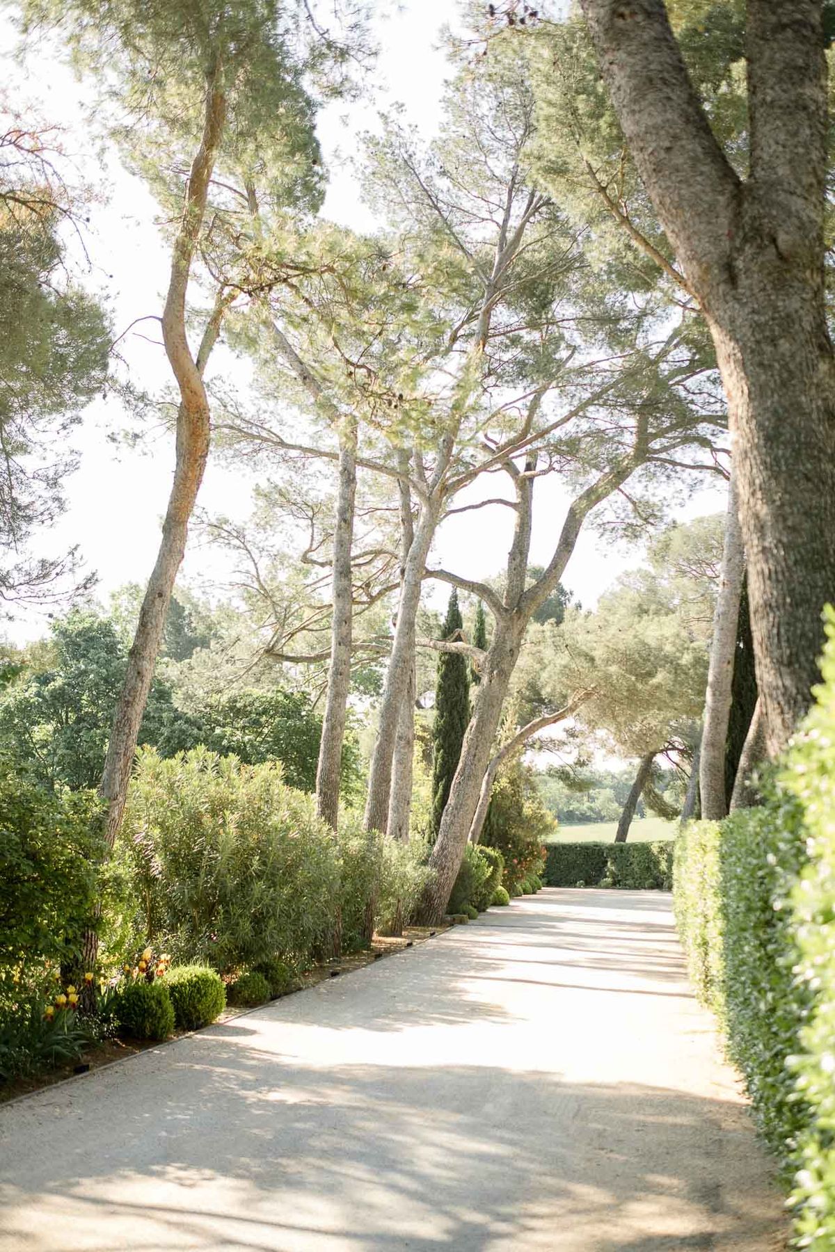 A wide shot of a gravel driveway or garden path lined with tall Mediterranean stone pine trees and precisely trimmed hedgerows on either side. The path leads the eye toward an open landscaped area in the distance, flanked by cypress trees and manicured box hedges. Yellow and orange tulips are visible in the planted borders on the left side of the path. No people are present in the image. Potential venue feature image.