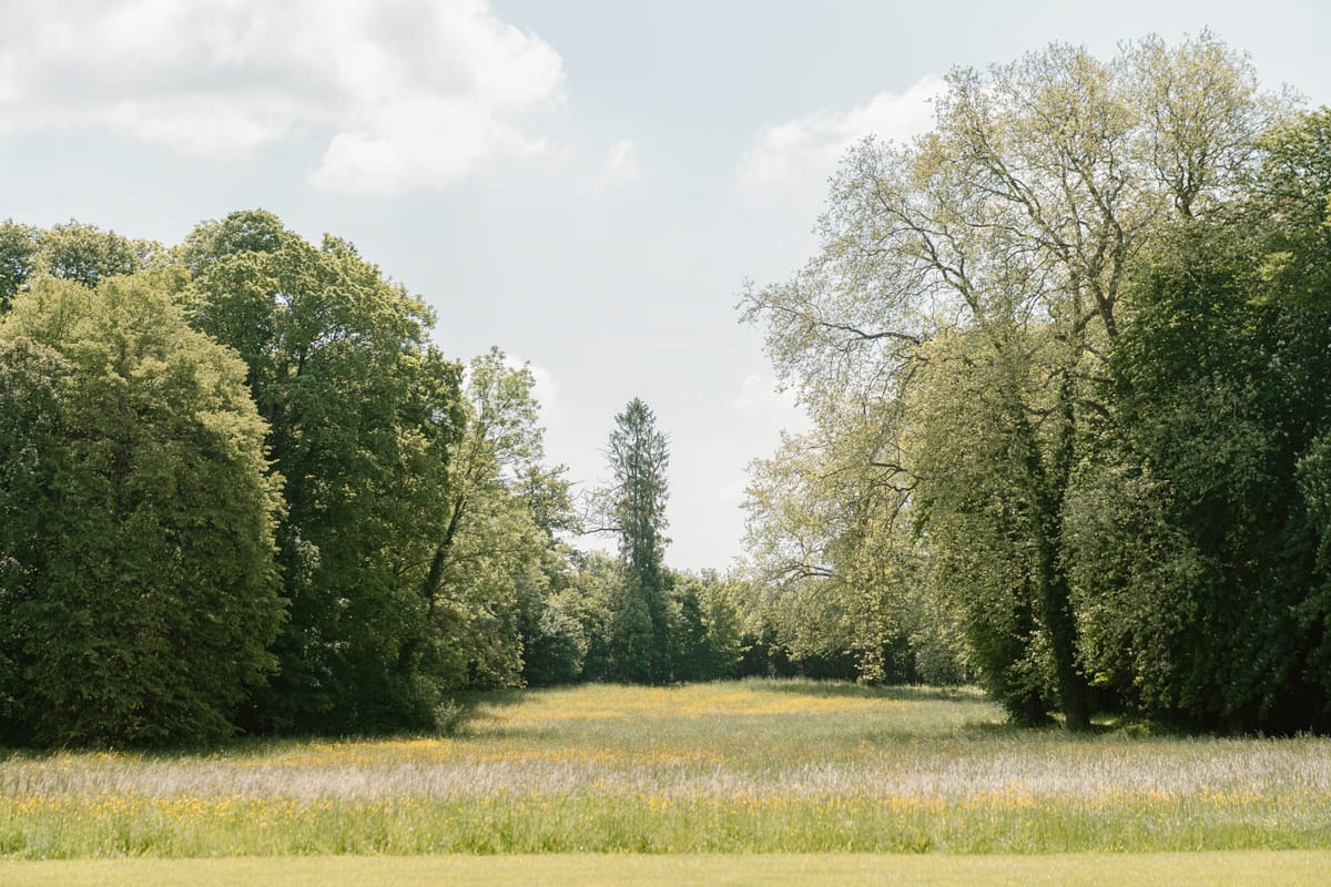 This wide-shot image shows an open meadow clearing flanked by large mature trees forming a natural corridor, with wild grasses and small yellow wildflowers visible in the foreground. No people, wedding party, decor, or event activity are present in the frame. The image appears to be a landscape shot of venue grounds, possibly intended to convey available outdoor ceremony or portrait space. Potential venue feature image.