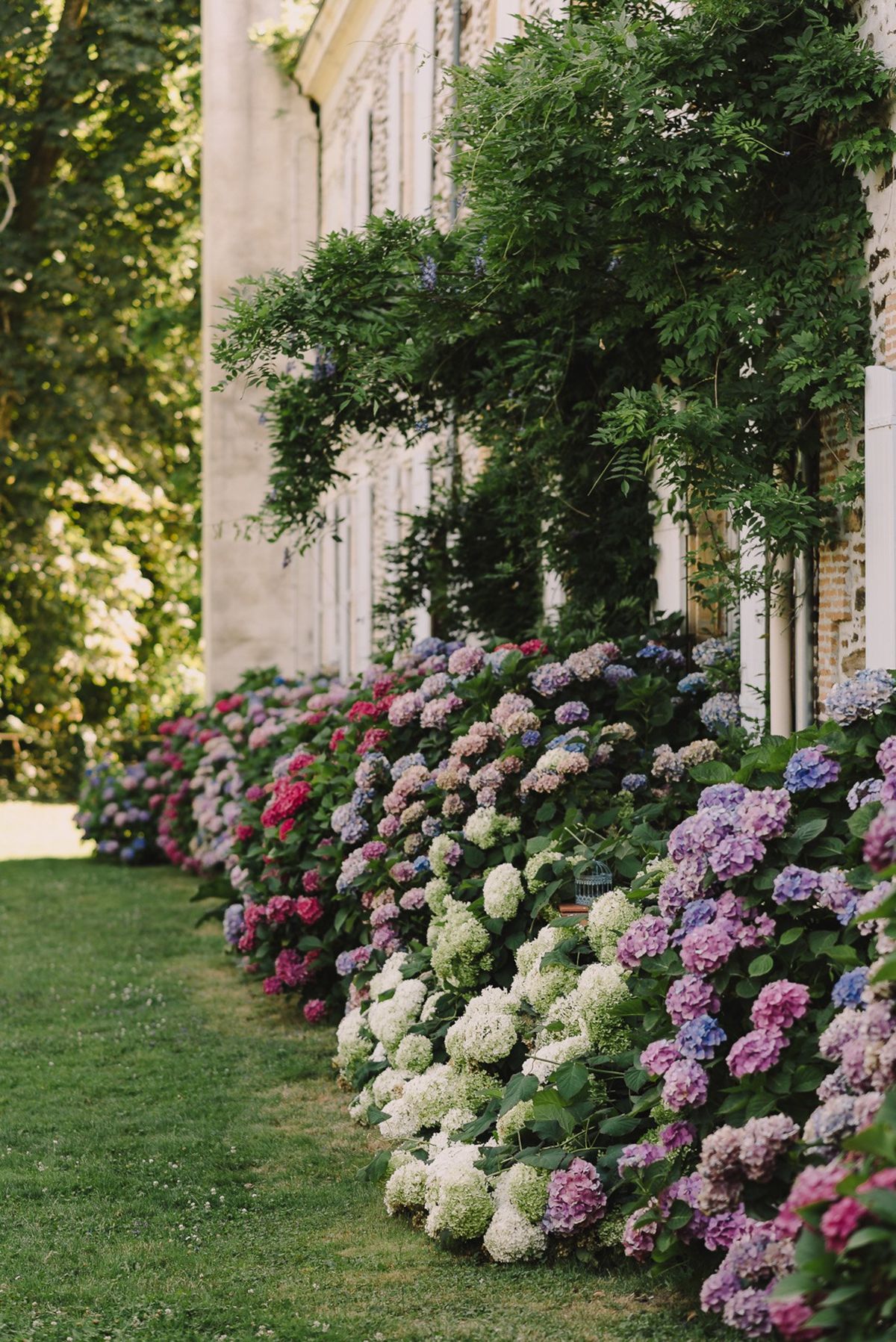 Outdoor wide shot of the exterior facade of a classic French chateau or manor house, with no people visible. A dense border of hydrangea bushes in full bloom lines the building's white-painted wall, displaying a mix of white, cream, pink, hot pink, mauve, lilac, and blue flower heads. Climbing vines, including what appears to be wisteria with trailing green foliage, scale the wall between the tall white-framed windows. A small decorative birdcage detail is visible among the hydrangeas in the mid-ground. The composition is taken from a low angle along the length of the building, creating a receding perspective. Potential venue feature image.