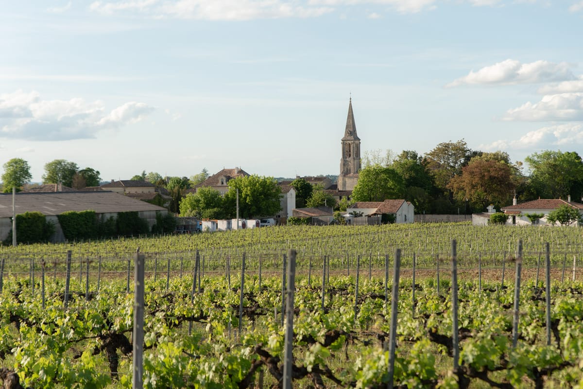 Vineyard rows with French village and stone church steeple in background