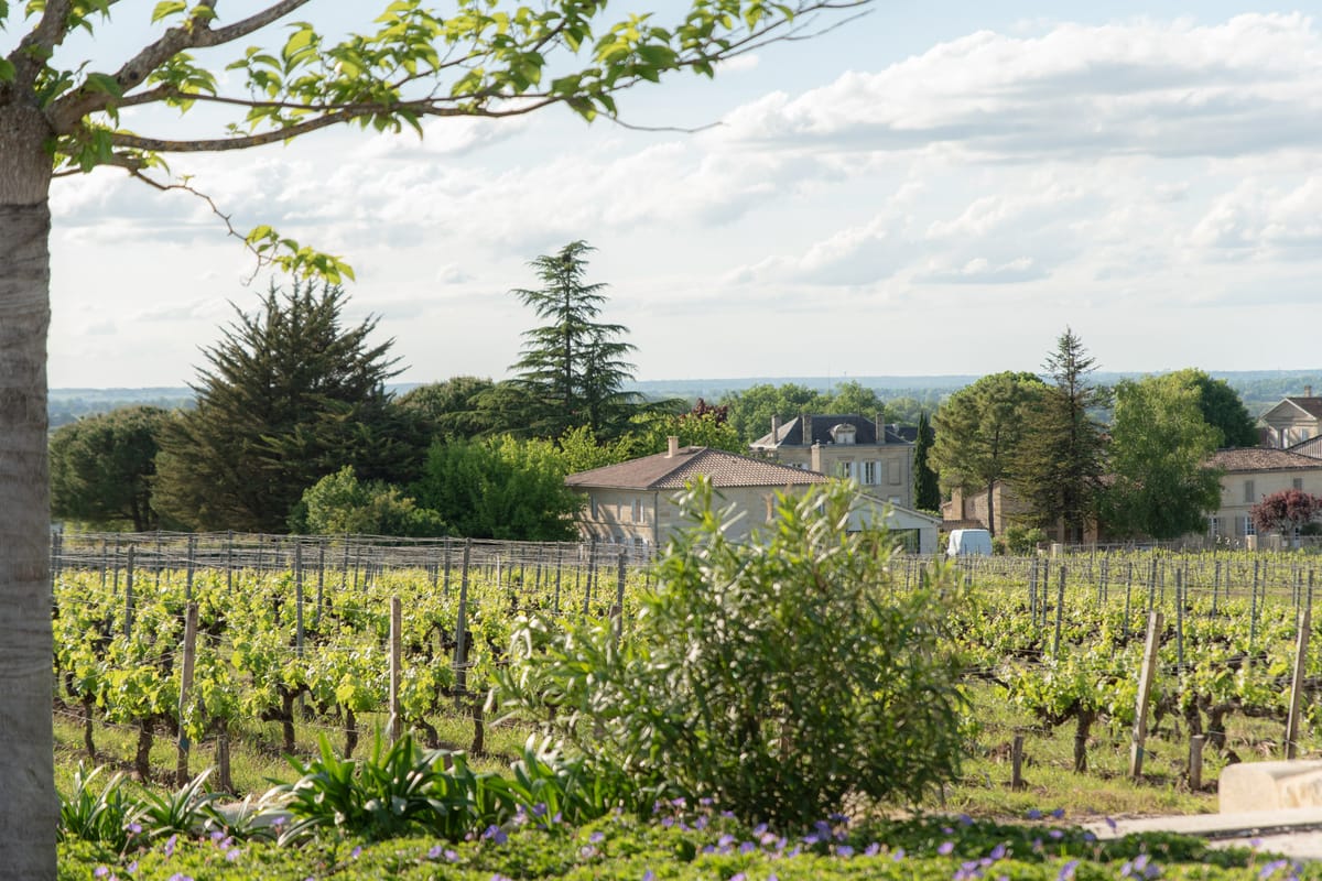 French vineyard estate with trellised grapevines, stone chateau, and manor house framed by cedars