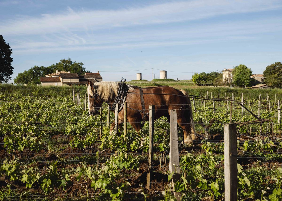 A wide-shot outdoor image of a chestnut draft horse with a blonde mane, fitted with a black working harness, standing among rows of young grapevines in a vineyard. The horse appears to be used for plowing or cultivating between the vine rows, which are supported by wooden posts and wire. In the background, traditional French stone farmhouses with terracotta-tiled roofs and what appear to be cylindrical grain silos or towers are visible across rolling vineyard terrain. This image contains no people and no wedding-specific elements — it functions as a venue or estate context shot showcasing the working vineyard grounds. Potential venue feature image.