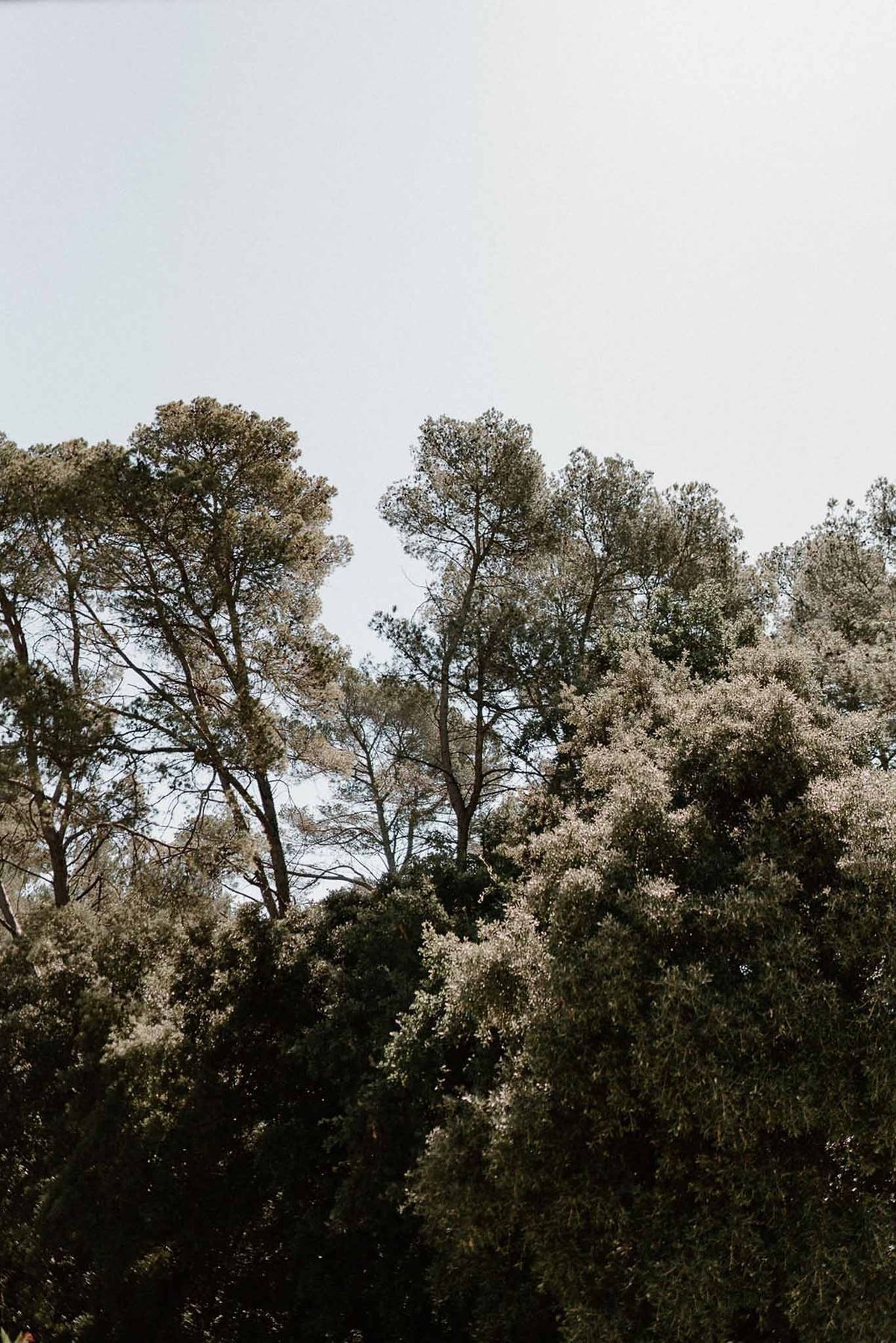 Mediterranean pine and olive tree canopy at Château Sainte-Roseline