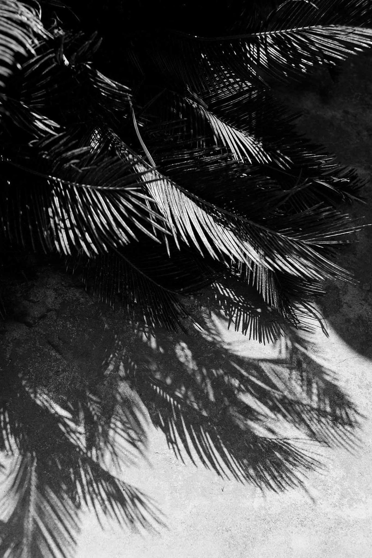 Palm frond shadows on stone wall in black and white at Château Sainte-Roseline