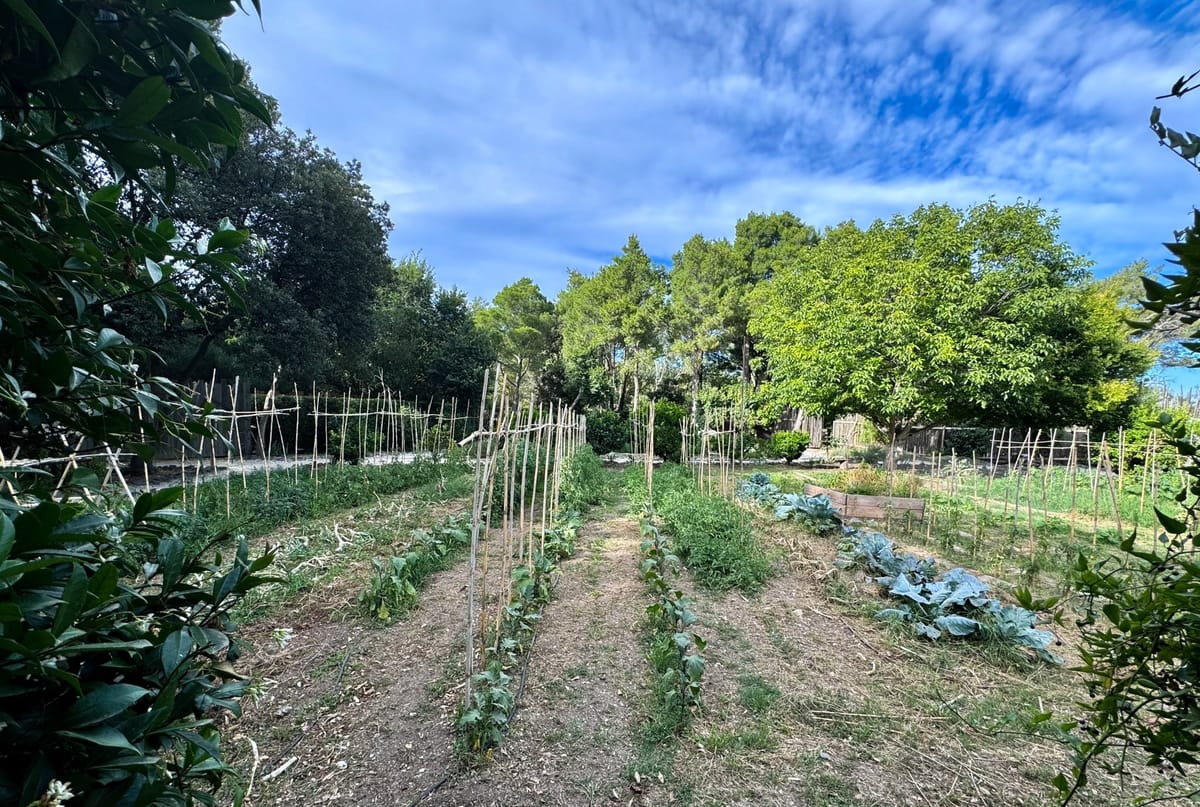 Wide-angle outdoor shot of a working kitchen garden (potager) on what appears to be a French estate or wedding venue property. The garden features multiple raised and ground-level planting beds with rows of vegetables including brassicas and climbing plants supported by bamboo cane teepee structures. A raised wooden planter bed is visible on the right side. No people, wedding party, or wedding-related activity are present in this image. The shot appears to document the venue's grounds rather than any wedding event.