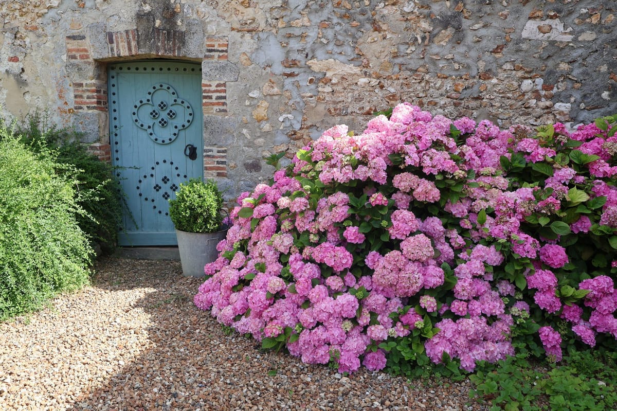 An outdoor wide shot of a historic French venue's exterior wall, featuring a weathered stone and brick façade with a pale teal wooden door decorated with iron stud detailing and a quatrefoil motif. In the foreground, a large, overflowing hydrangea bush in bright fuchsia-pink dominates the right side of the frame, planted alongside a gravel path. A clipped boxwood topiary in a zinc pot is positioned at the base of the door, with trimmed green hedging visible to the left. No people are present in the image. Potential venue feature image.