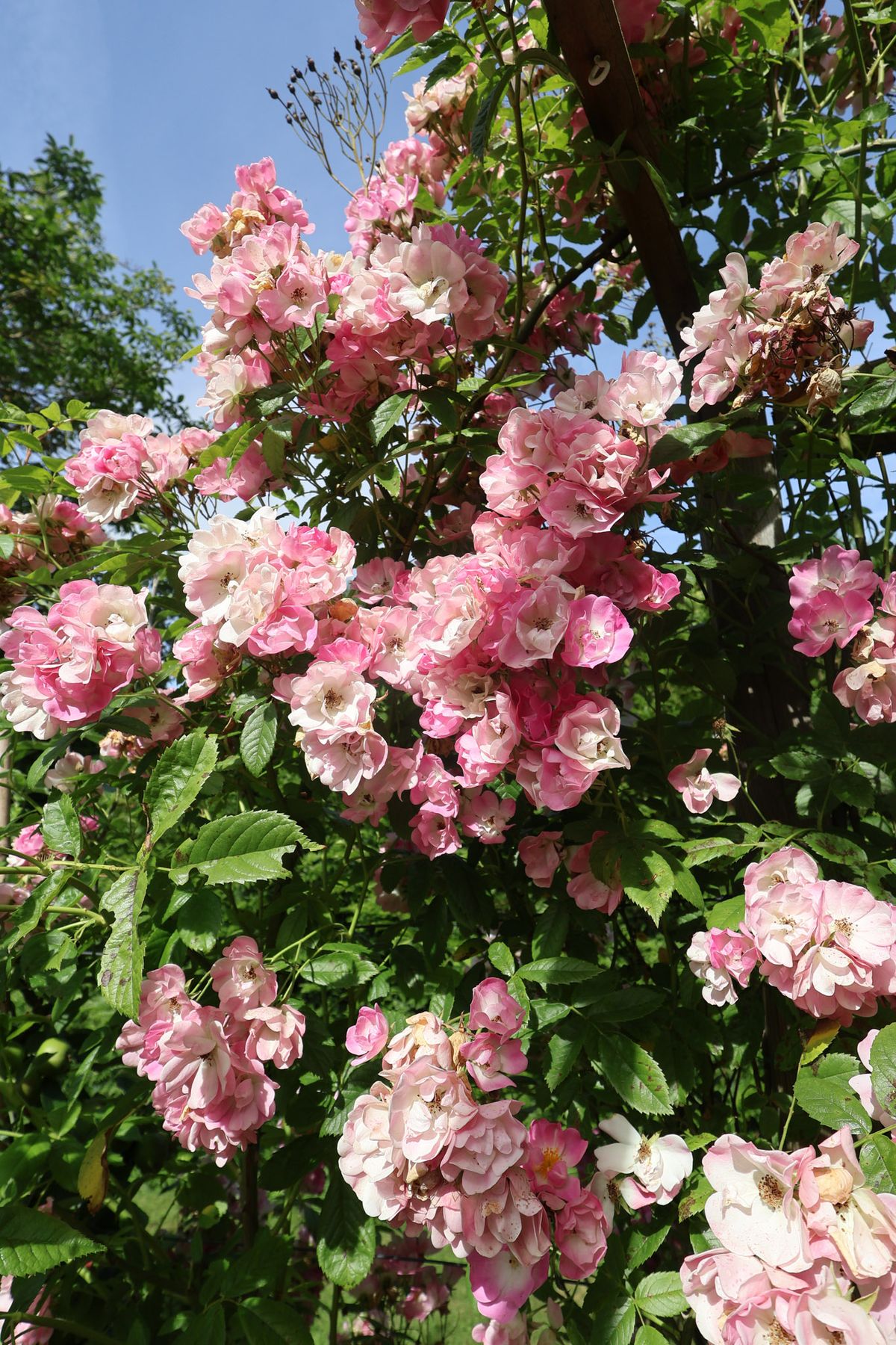 Climbing rose bush in full bloom with clusters of pink and white flowers on wooden pergola post