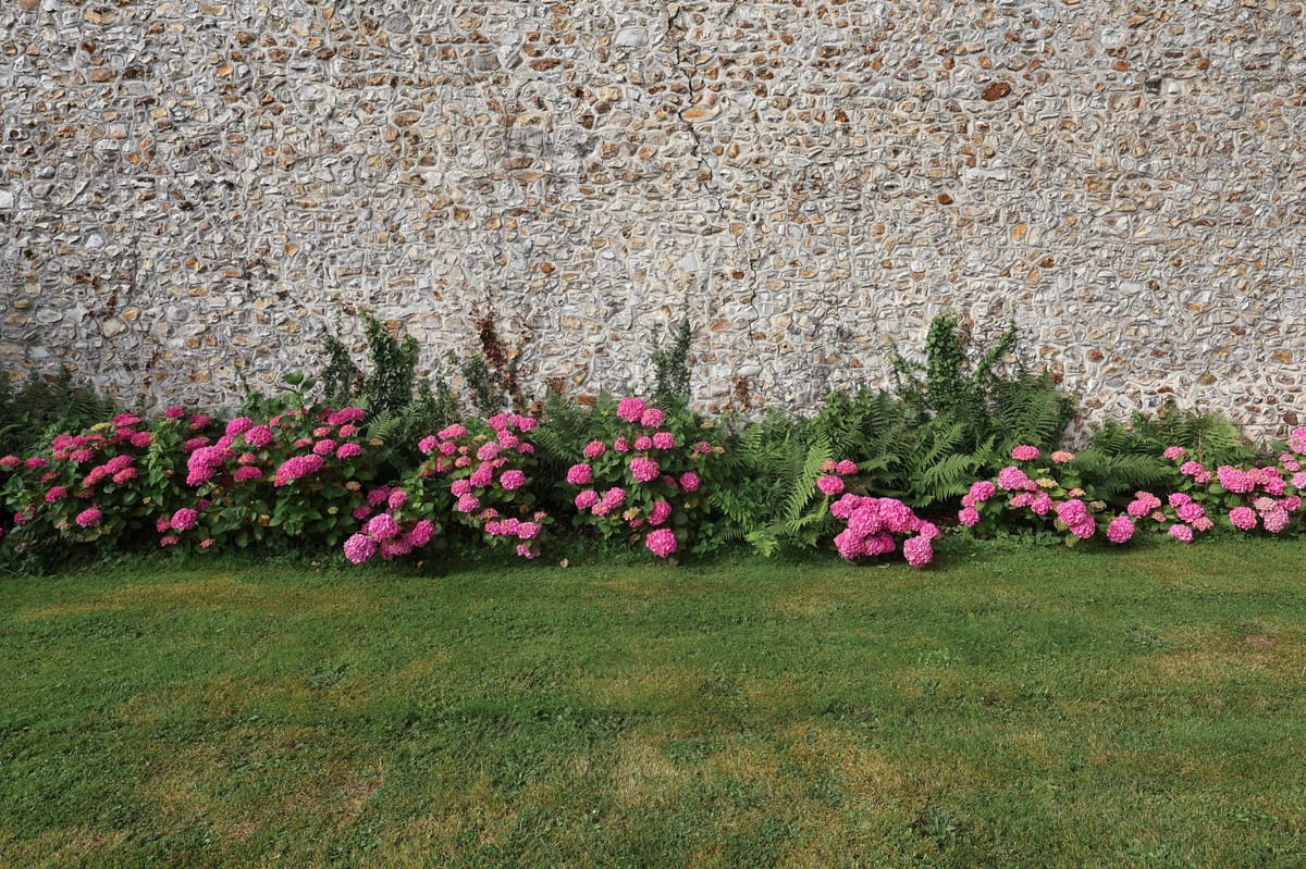 Deep pink hydrangea bushes and ferns planted along the base of a rustic stone wall in a manicured garden border