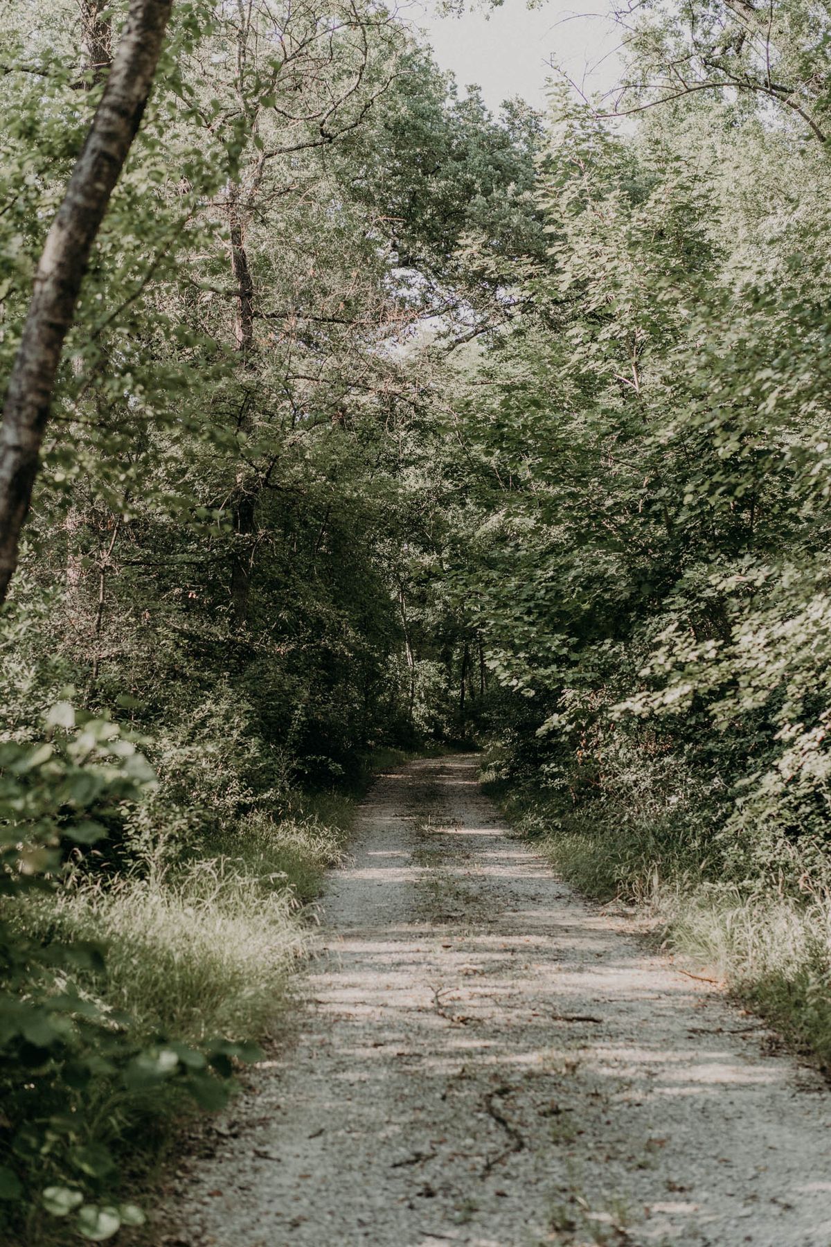 Narrow gravel path through densely wooded area on venue grounds