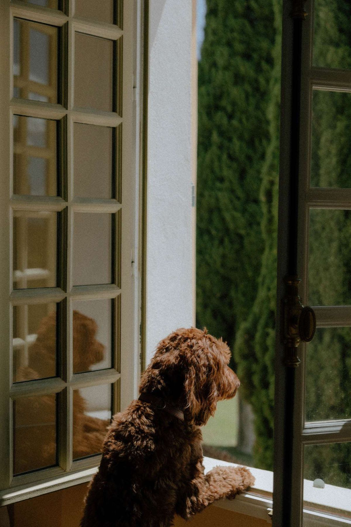 Curly-haired brown dog sitting at open French doors looking out toward cypress trees at venue