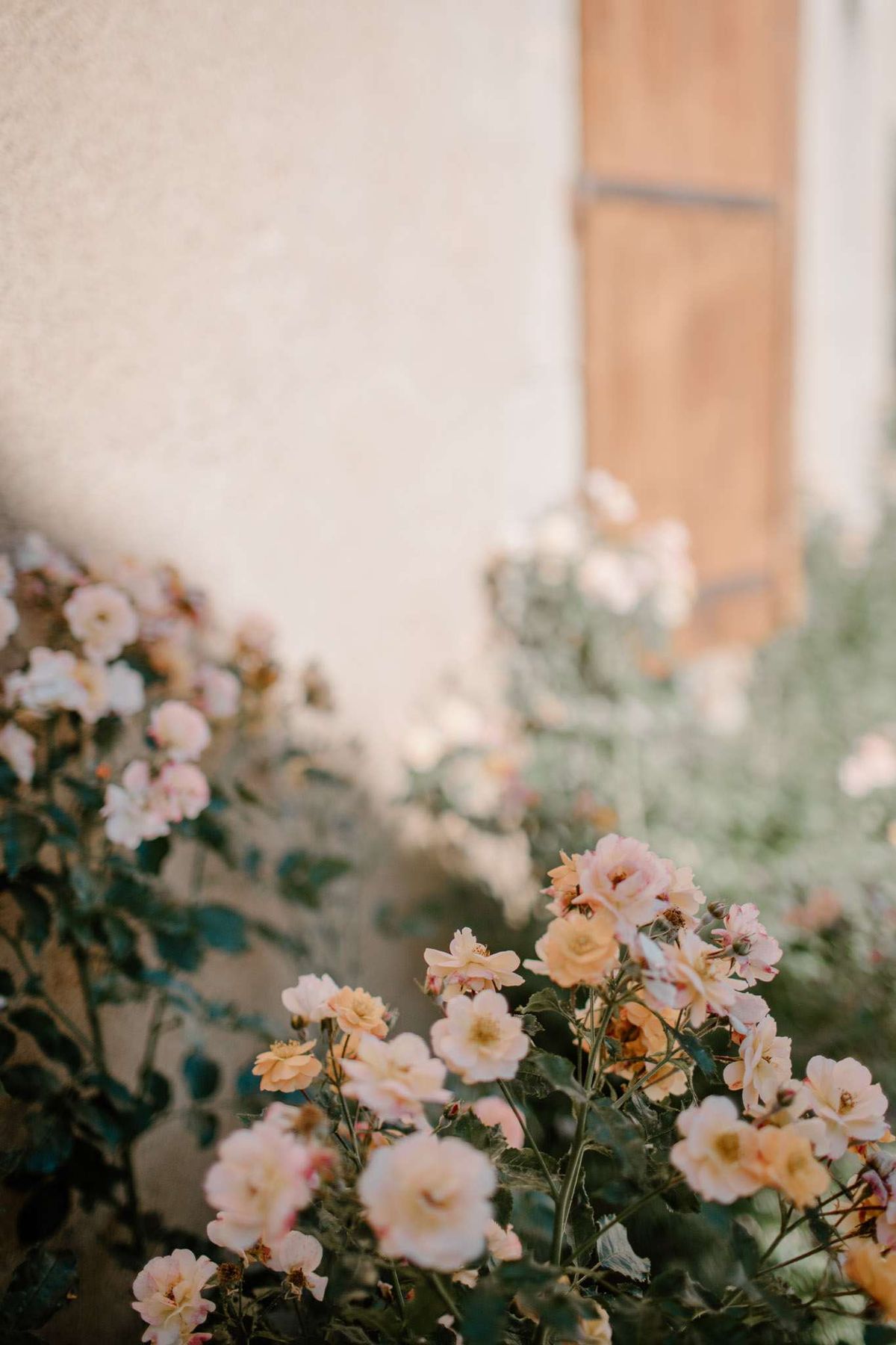 Peach and blush climbing roses in bloom against white rendered wall with weathered wooden shutter