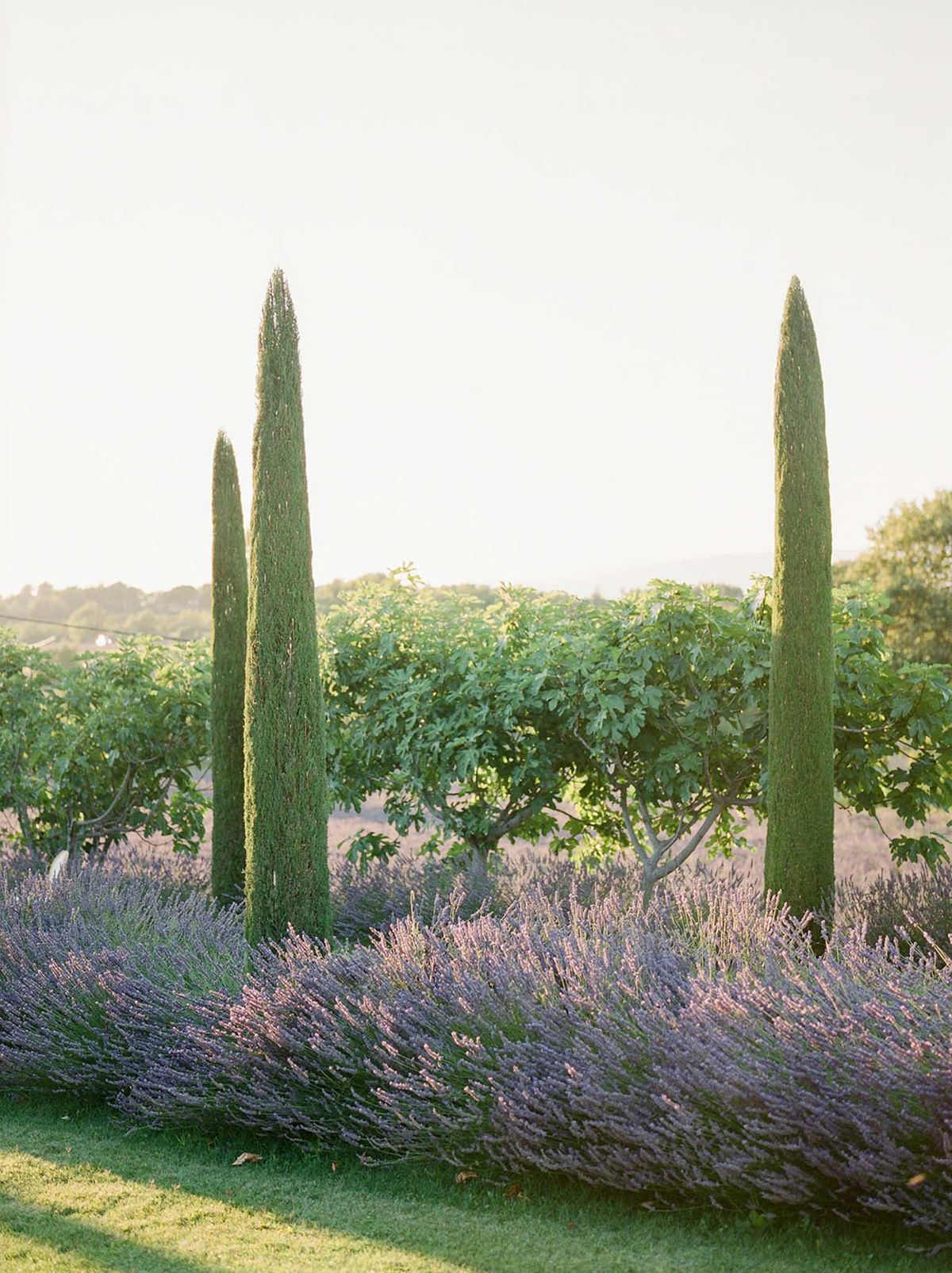 An outdoor landscape shot of a venue's grounds featuring rows of flowering lavender in purple and mauve tones in the foreground, with three tall Italian cypress trees rising vertically against a soft, hazy sky. Broad-leafed fig trees fill the mid-ground, and open countryside extends toward the horizon. No people or wedding-specific decor are visible; this is a wide establishing shot of the property's landscaped gardens, likely in the south of France. Potential venue feature image.
