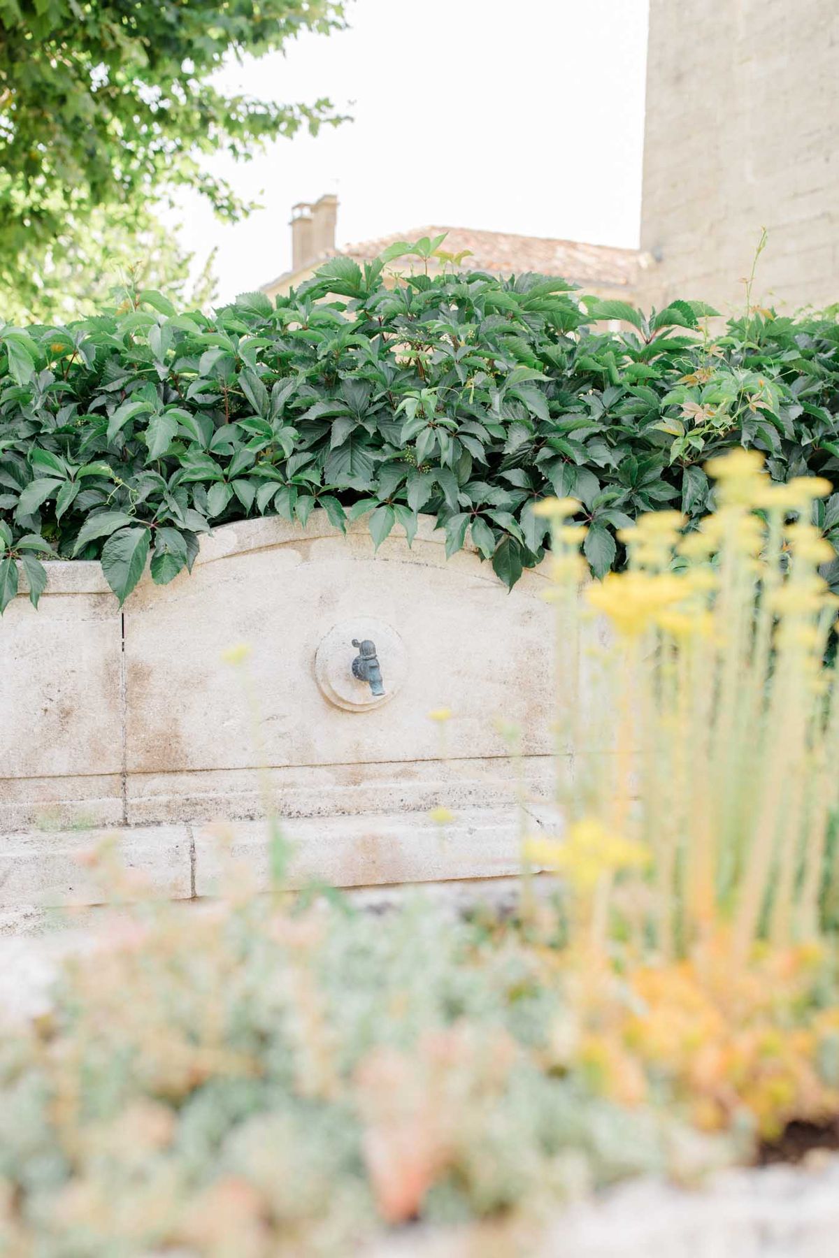 Stone fountain draped with Virginia creeper vines beside yellow fennel flowers in garden