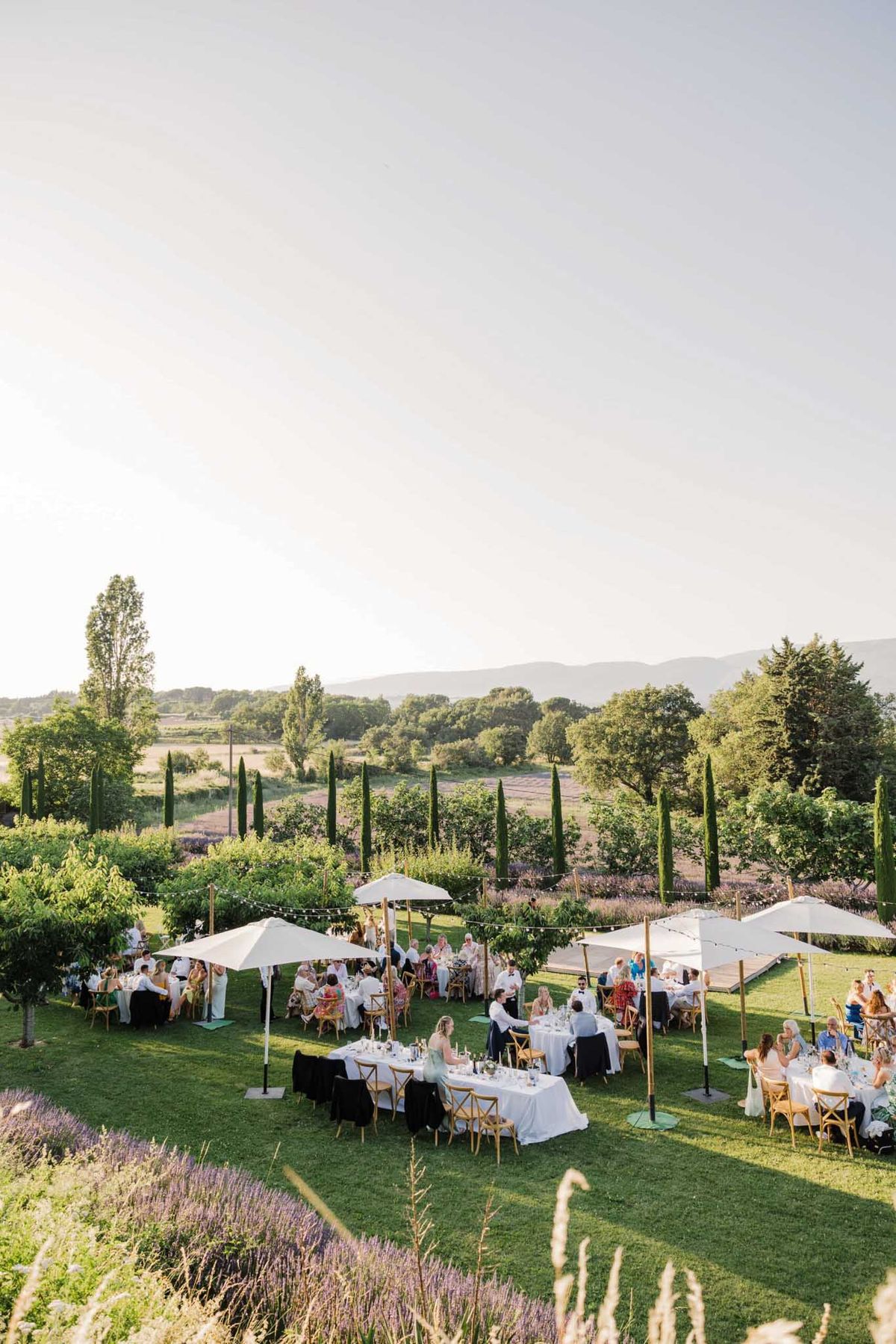 An outdoor wedding reception dinner is underway on a large lawn, with approximately 50–60 guests seated at multiple rectangular tables covered in white linens. The tables are arranged across the garden and shaded by large white market umbrellas on wooden poles, with festoon string lights strung between them. Cross-back wooden chairs in natural finish surround the tables alongside some darker chairs. The setting appears to be a Provençal property, with rows of lavender visible in the foreground and background, Italian cypress trees lining the garden perimeter, and an open countryside landscape with mountains on the horizon beyond. The overall styling is classic Provençal — white linens, natural wood furniture, and white umbrellas against the lavender fields. Wide establishing shot taken from an elevated angle during golden hour light.