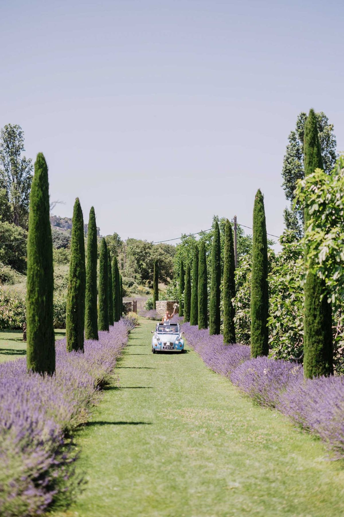 Couple driving away in pale blue vintage convertible along cypress and lavender-lined allee