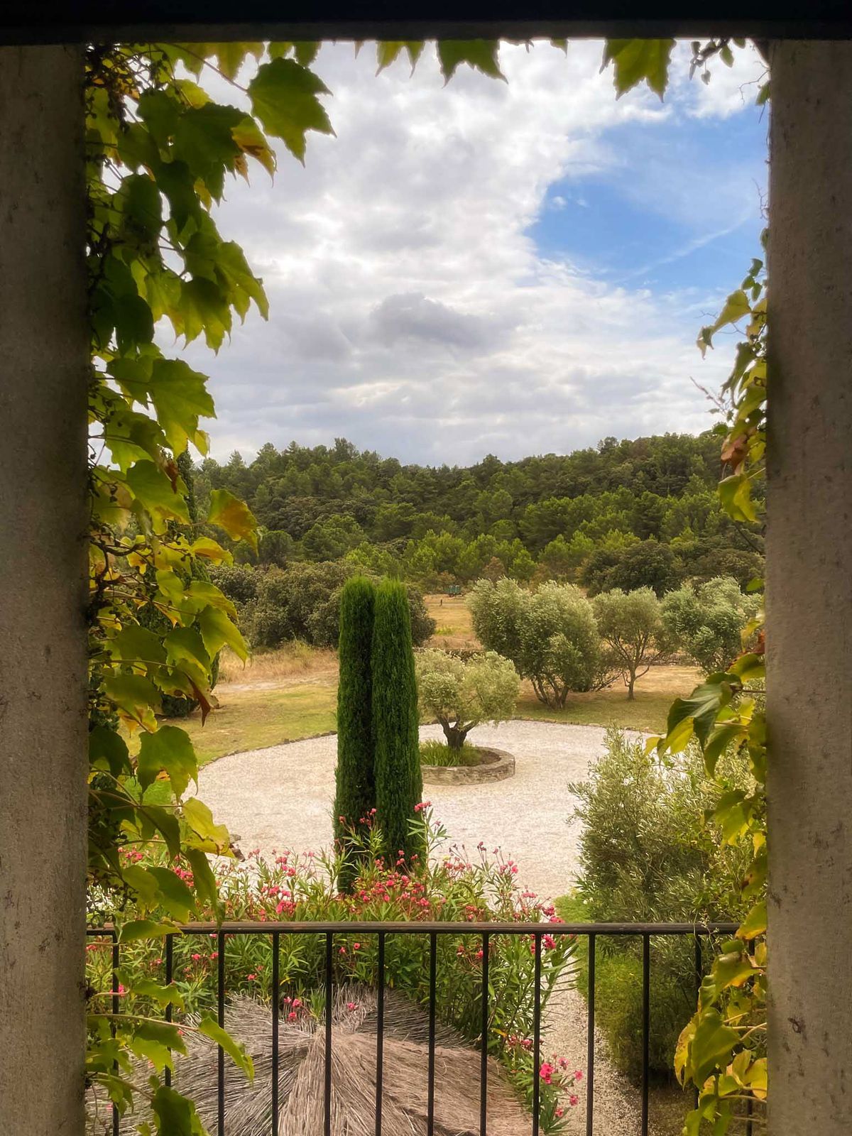 A wide shot of a Provençal venue's grounds viewed from an arched interior doorway or covered terrace, framed by climbing vines with green and yellow-tinged leaves. In the foreground, a black iron railing borders the balcony, with pink oleander blooms and low shrubs planted below. A tall, narrow cypress tree stands at the center of a circular gravel courtyard bordered by a low stone edging, with an olive tree at its center. Beyond the courtyard, an open landscape of olive trees and dry golden grass extends to a dense treeline in the background. No people are visible. The composition is a framed wide shot looking outward from the building. Potential venue feature image.