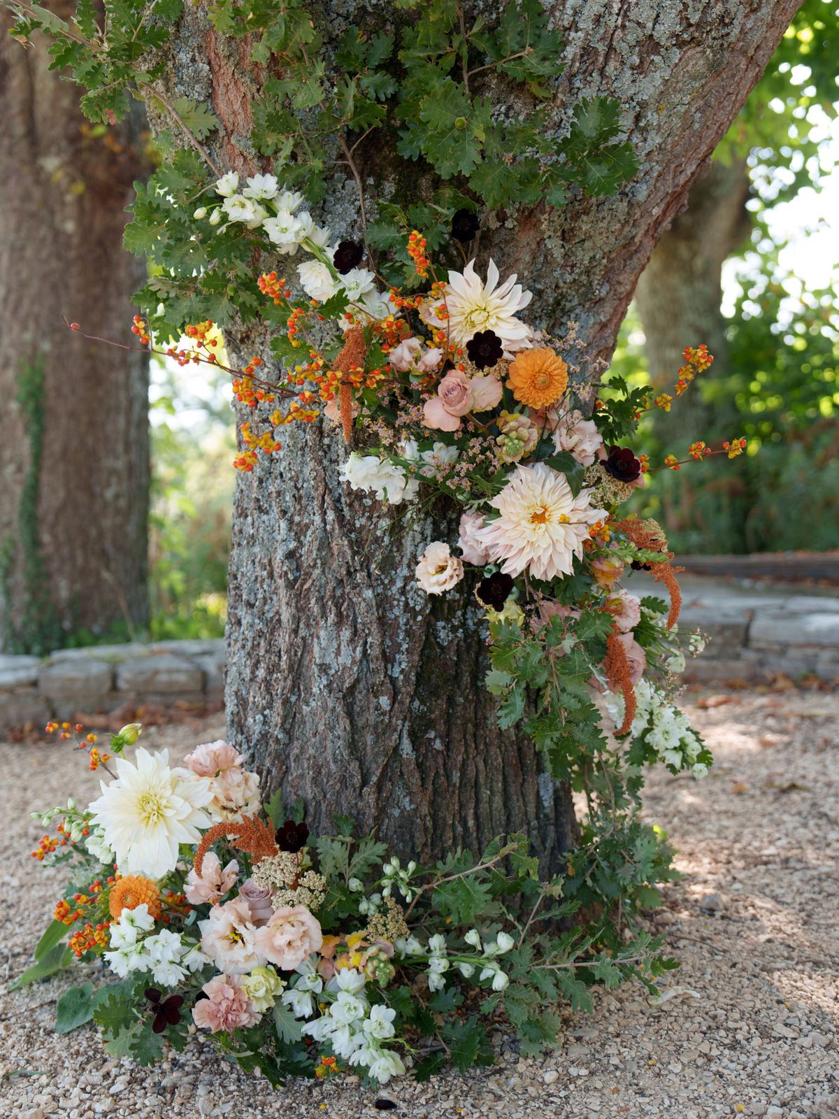 A floral installation decorates the base and lower trunk of a large tree at an outdoor wedding, shot in a medium close-up from ground level. The arrangement features cream and ivory café au lait dahlias, blush and dusty rose garden roses, deep burgundy/near-black anemones, orange zinnia-style blooms, trailing orange bittersweet berry branches, rust-colored amaranthus, white stock flowers, and dusty pink lisianthus. The installation is composed in two parts: a cluster attached mid-trunk and a ground-level arrangement at the base, connected by trailing foliage with an autumn-harvest color palette of cream, blush, burnt orange, rust, and deep burgundy. The gravel-covered ground and low stone border edging visible in the background suggest an outdoor garden or château grounds setting, consistent with a rustic, garden-style French wedding aesthetic.