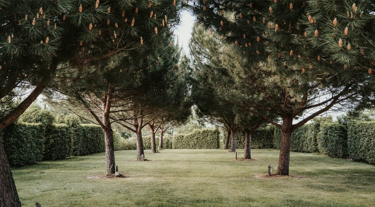 Garden corridor of umbrella pine trees over manicured lawn flanked by tall trimmed hedgerows