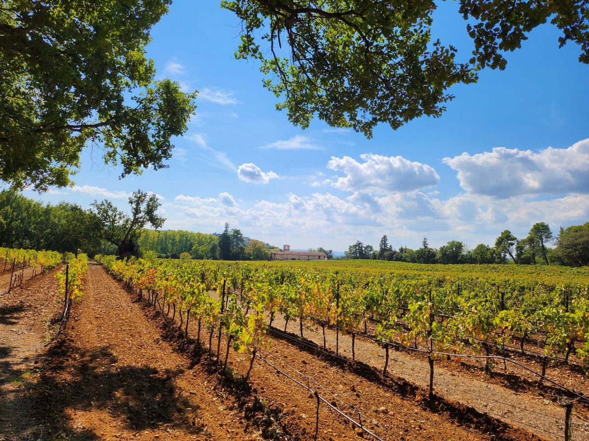 Wide-angle landscape shot of an extensive vineyard with rows of grapevines on red-brown soil stretching toward a stone estate building visible in the middle distance. The property features what appears to be a Provençal-style mas or domaine with a small bell tower or campanile, surrounded by mature trees. No people are visible in the frame. The shot is taken from ground level between vine rows, giving a sense of the property's scale. Potential venue feature image.