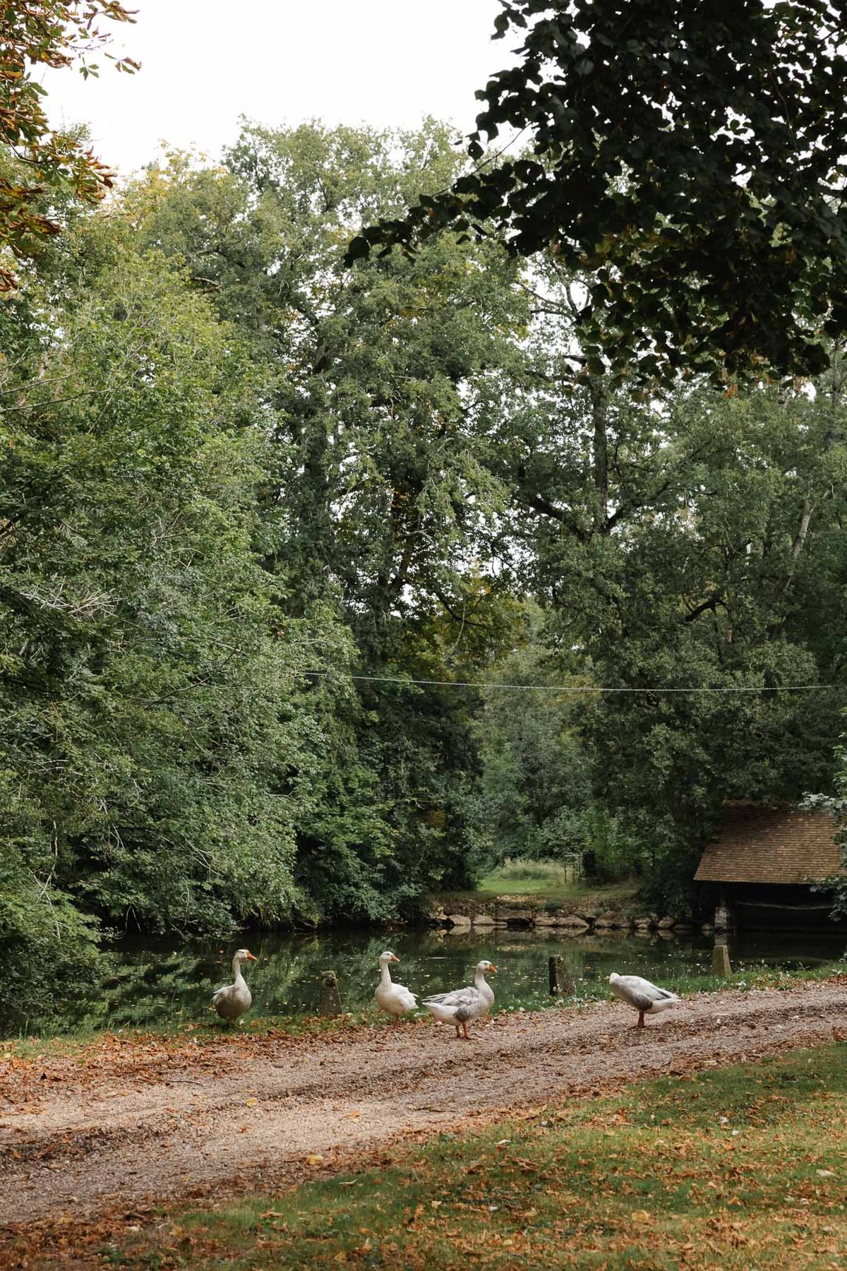 Countryside wedding venue with white geese by pond and mature trees creating natural pastoral setting
