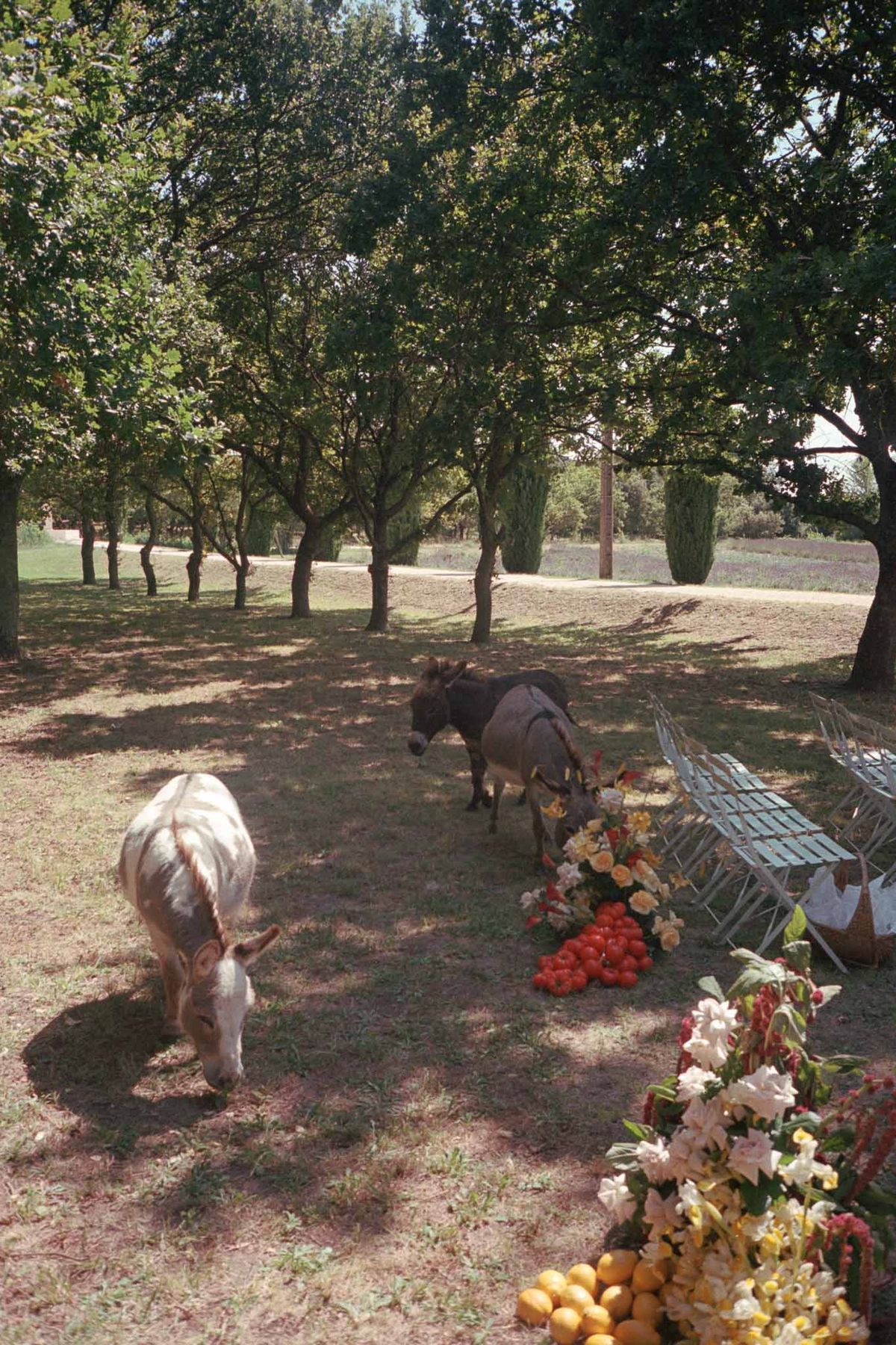 Rustic outdoor wedding venue with cypress trees, produce displays, and grazing goats on estate grounds
