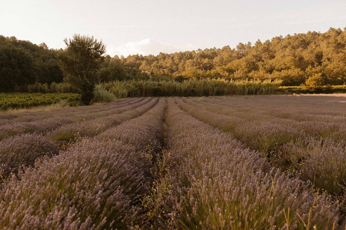 Lavender field rows at golden hour outdoor wedding venue with forest backdrop