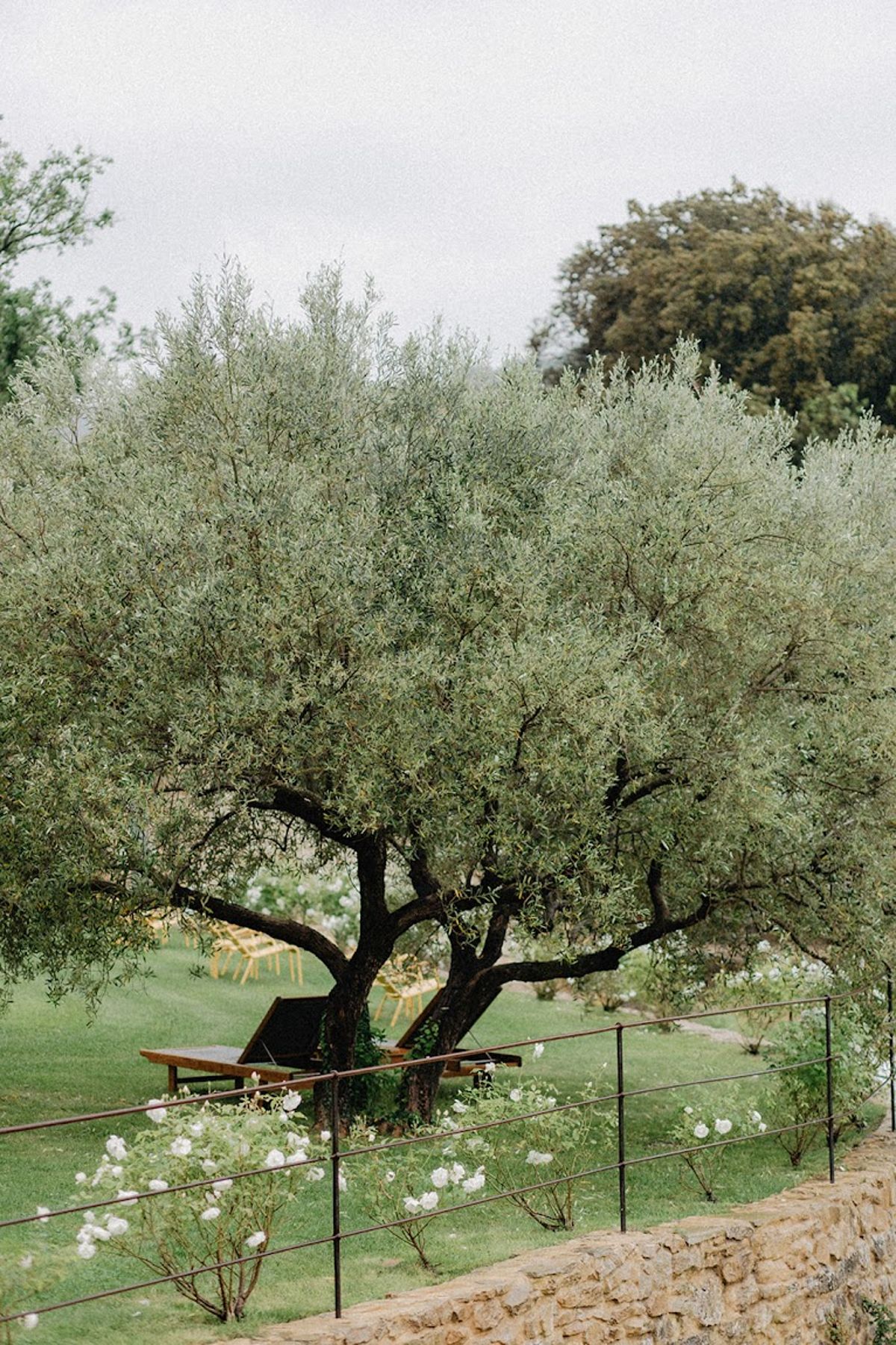 Garden venue with mature olive tree, gold ceremony chairs, and flowering shrubs along railing