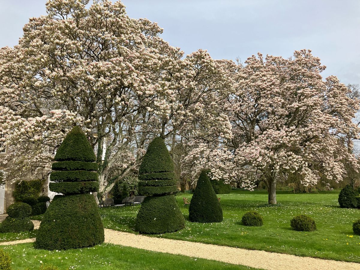 Formal French garden with cone topiary, round box hedges, and magnolia trees in pink bloom