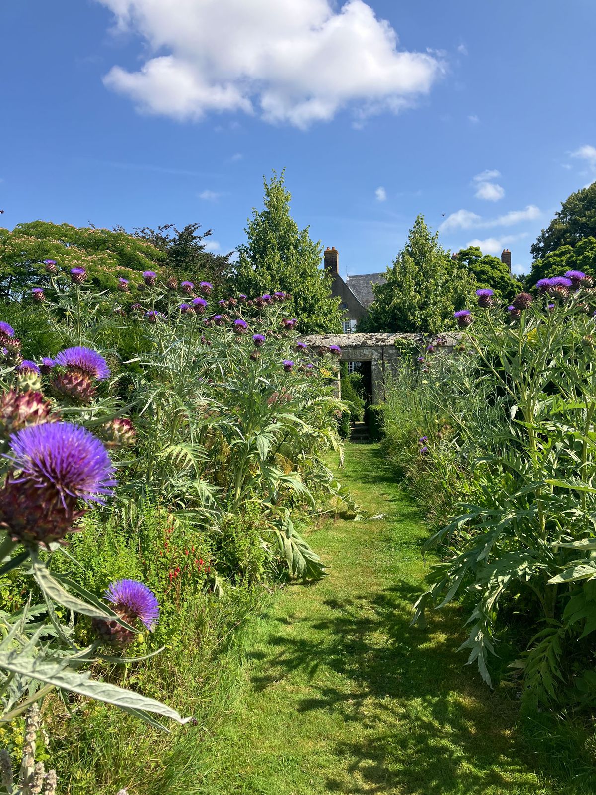 Garden pathway flanked by tall purple-flowering cardoon plants leading to stone manor outbuilding