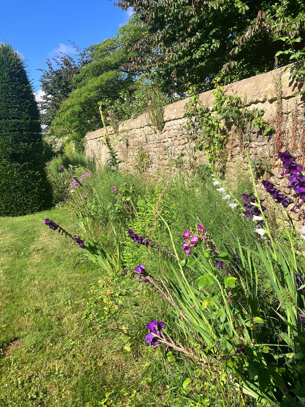 Walled cottage garden with purple irises, magenta blooms, and climbing plants on aged stone wall
