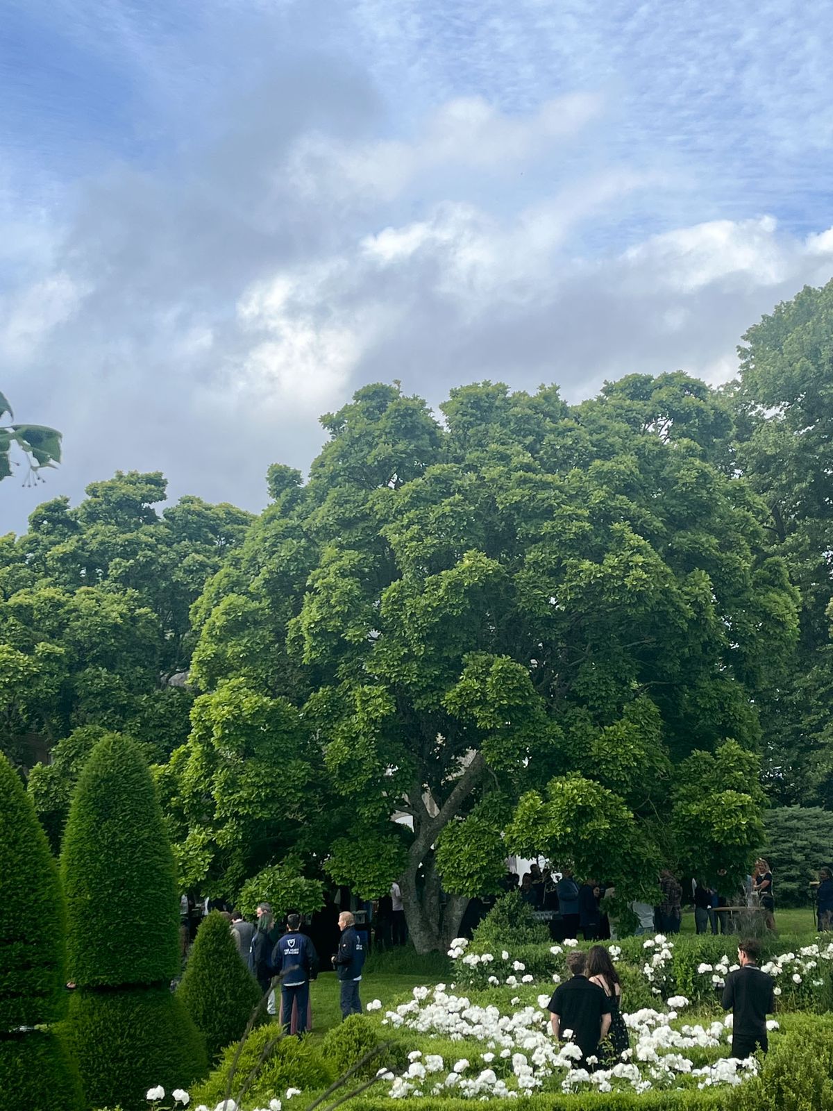 Guests mingling during cocktail hour in formal garden with conical topiary hedges and white peony borders