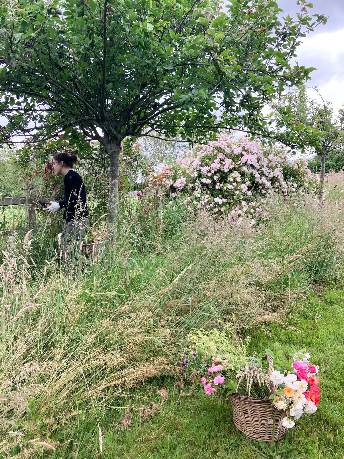Florist cutting flowers in wild garden with wicker basket of coral and pink garden roses