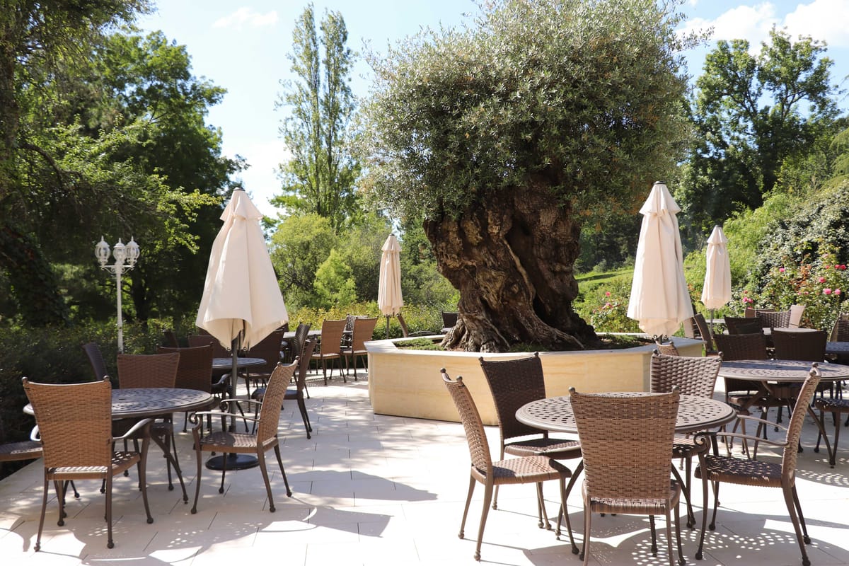 Stone terrace with wicker chairs, cream umbrellas, and ancient olive tree in stone planter at chateau
