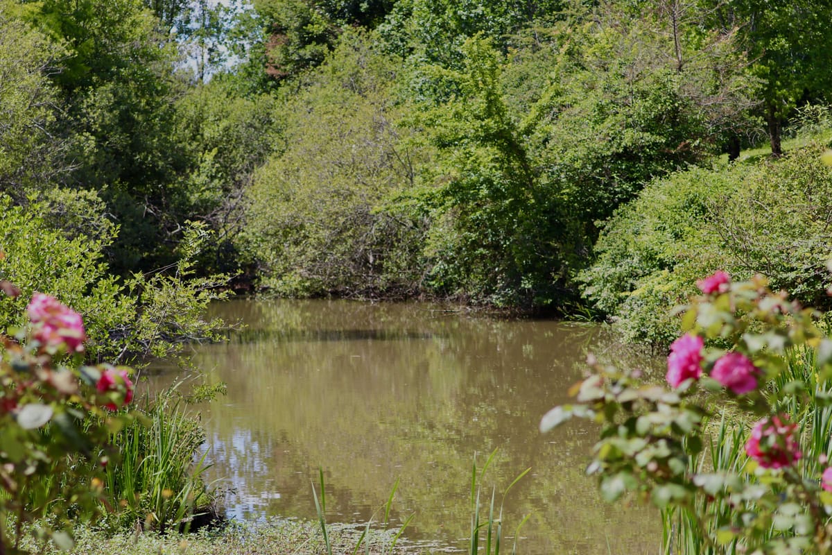 Landscape view of venue pond surrounded by greenery and framed by hot pink roses
