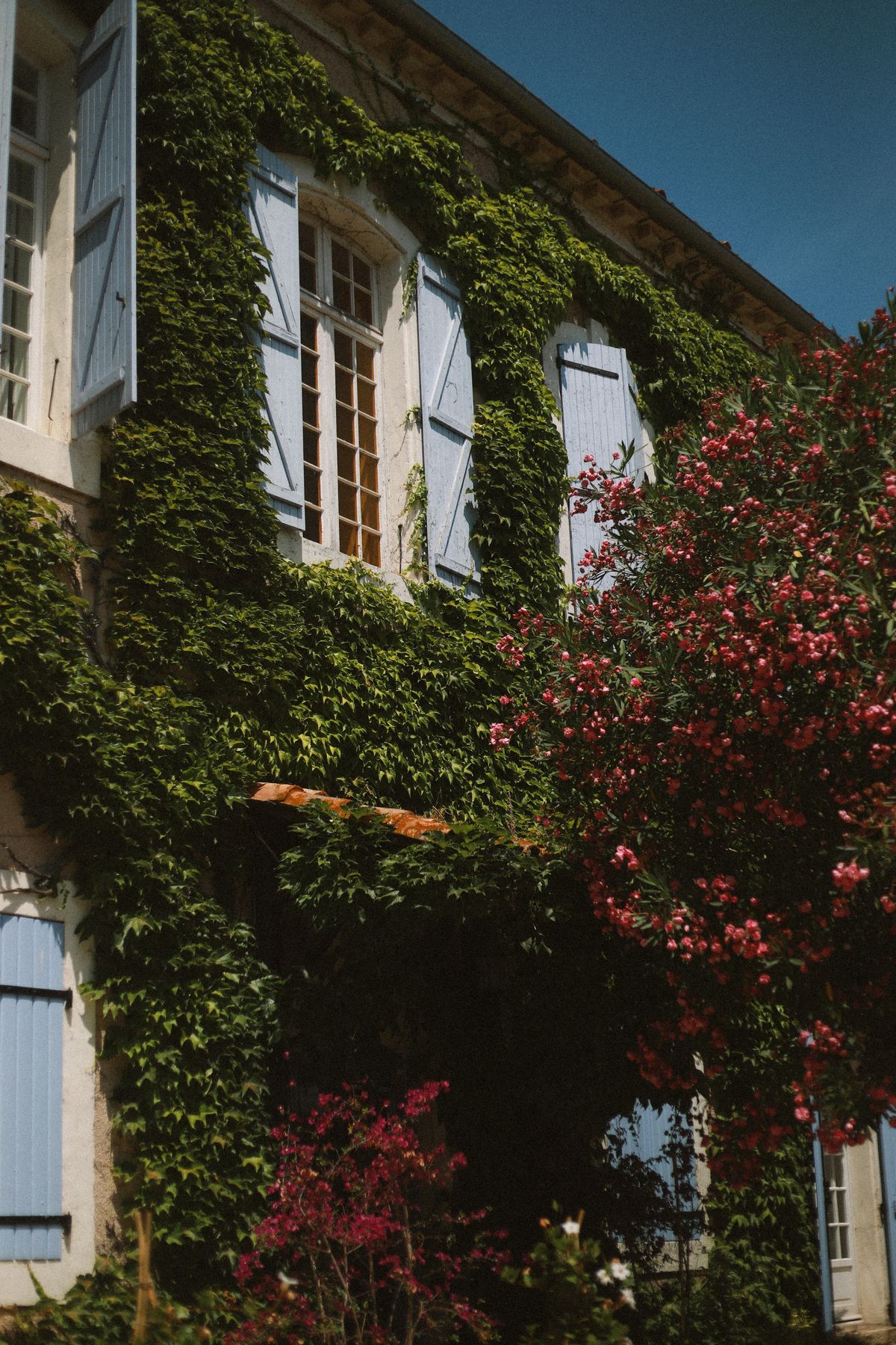 Ivy wall and pink oleander beside chateau shutters at Chateau du Puits es Pratx, Ginestas