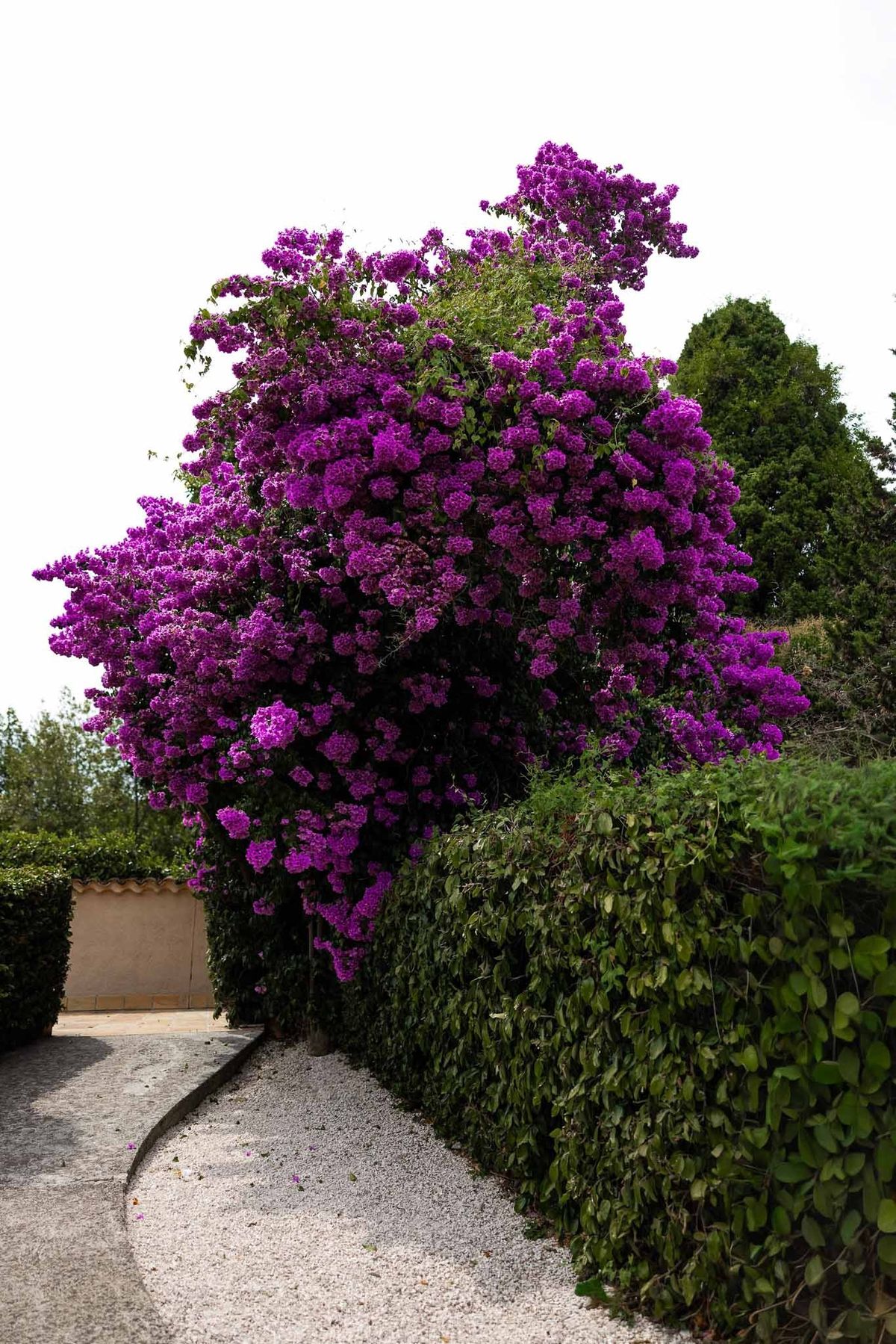 Purple bougainvillea tree in bloom in Mediterranean garden at Parc Mougins