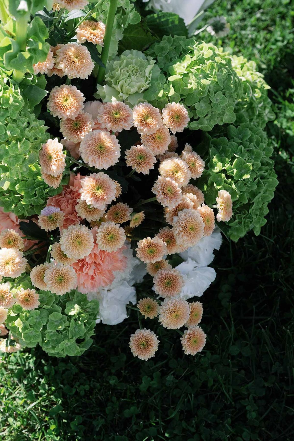 Peach chrysanthemums and green hydrangeas close-up at Abbaye de Talloires