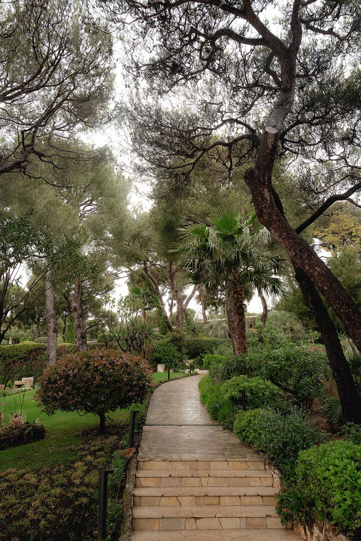 Stone pathway with steps through landscaped Mediterranean garden with pines and fan palms