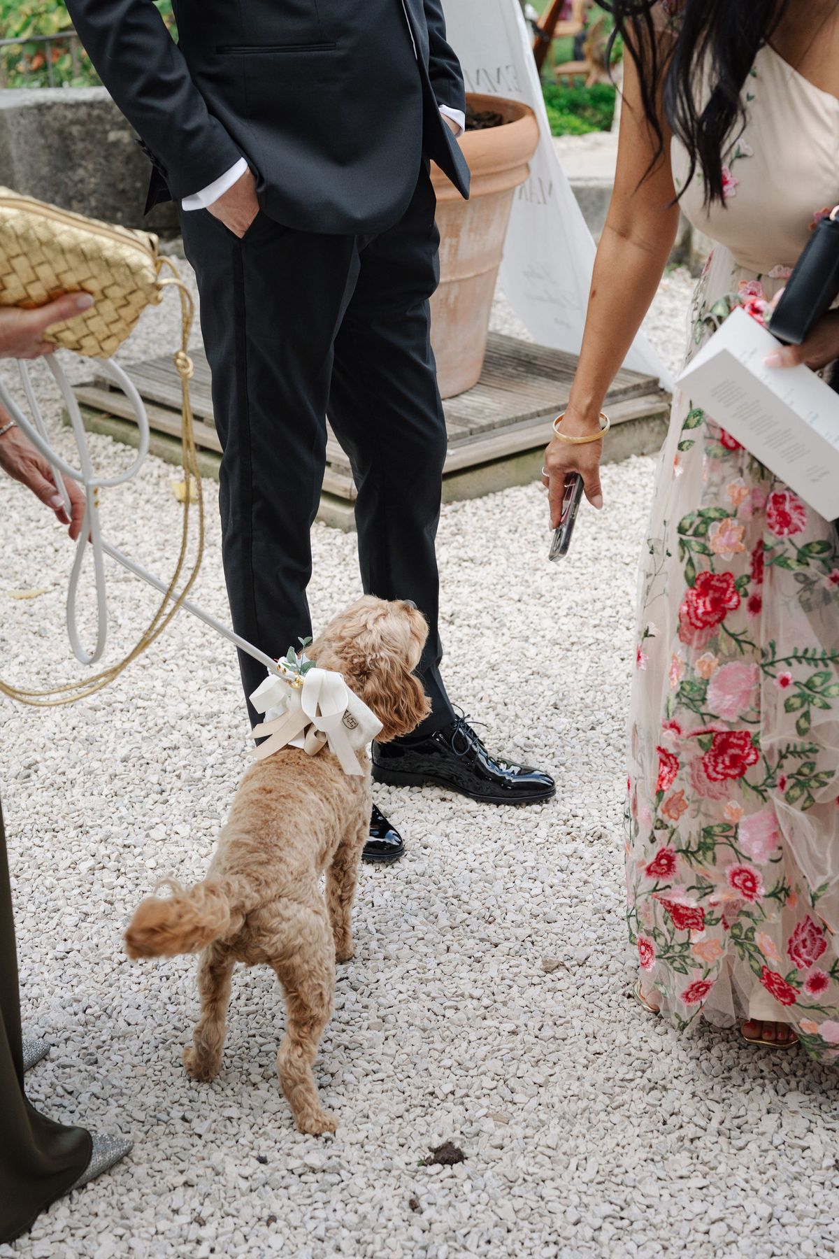 Small dog with ribbon standing among guests at outdoor cocktail hour