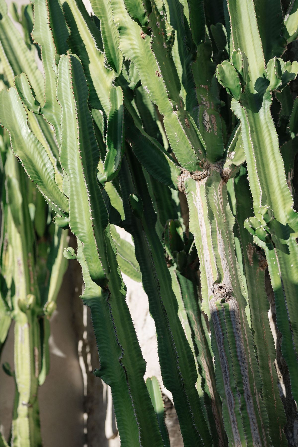 Detail of tall ridged cactus growing against pale stone garden wall