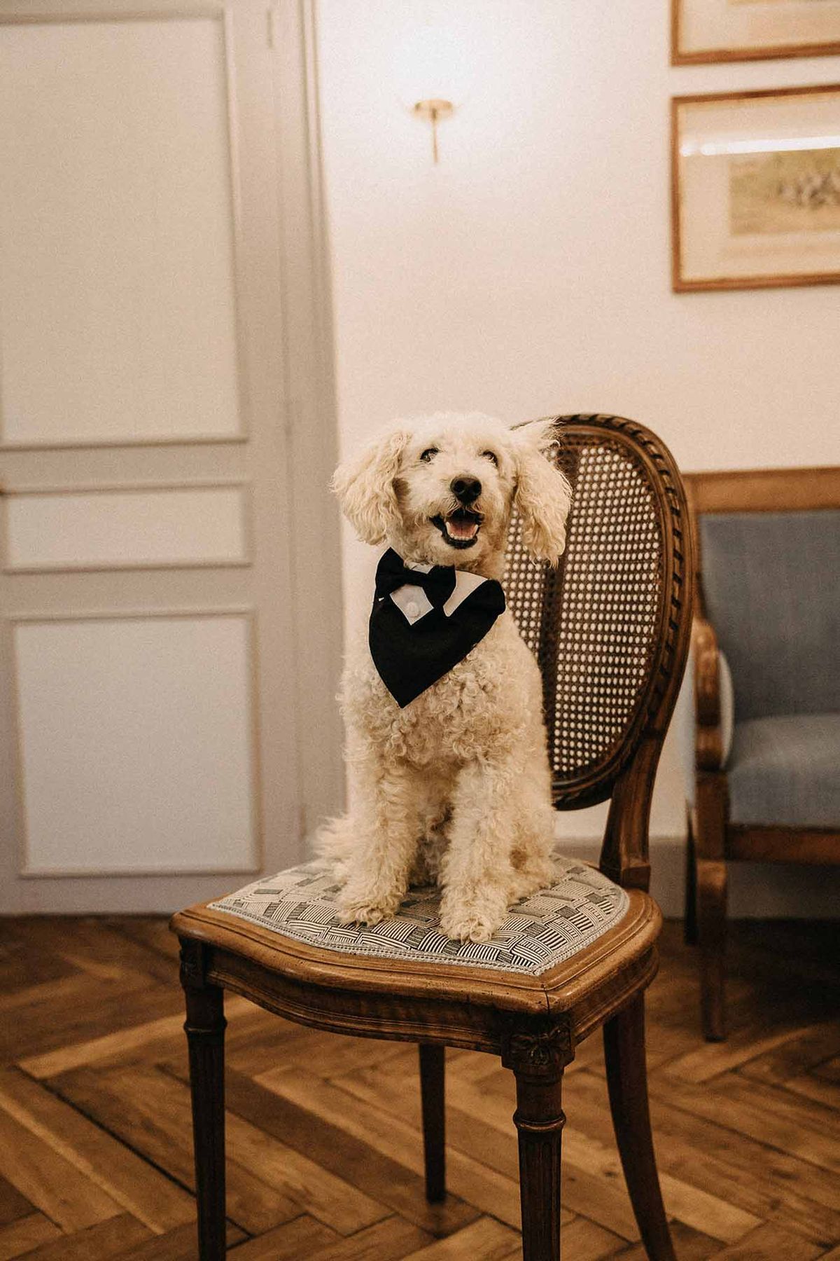 Cream poodle in tuxedo bandana with bow tie seated on French cane-back chair in chateau interior