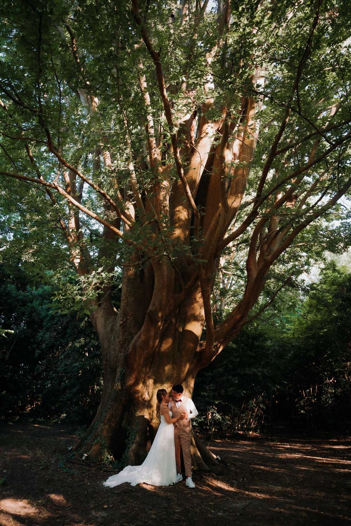 Couple dwarfed by ancient multi-trunked tree, bride in tulle ballgown, groom in beige suit with red bow tie