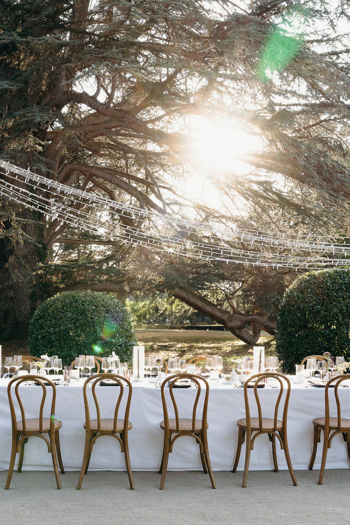 An outdoor wedding reception table setup photographed in wide shot against a backdrop of large cedar trees with sun flare breaking through the branches. A long rectangular dining table is dressed with a white linen tablecloth and set with glassware including wine glasses and water glasses, white crockery, and dark napkins at each place setting. Natural wood bentwood chairs with cane seats are arranged along one side of the table, visible from behind. Overhead, strings of what appear to be white fairy lights or floral garlands are strung diagonally across the space between the trees. The styling is clean and minimal, with a natural, garden-party aesthetic using a white and warm wood palette. No guests or wedding party are present in the image.