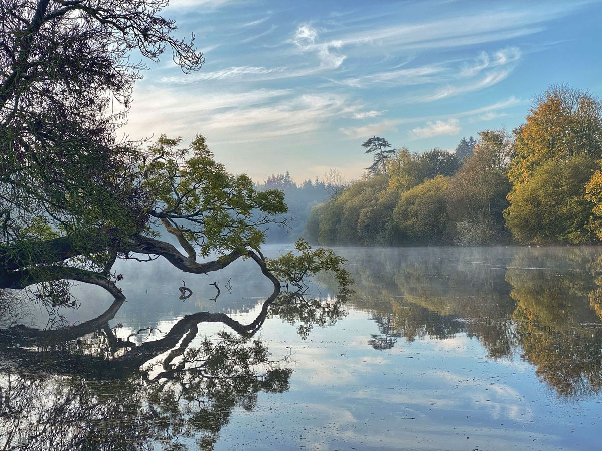 This image does not appear to be a wedding photograph. It shows a landscape scene of a calm lake or pond with a fallen tree extending over the water, morning mist rising from the surface, and autumn foliage in the background. There are no people, wedding attire, decor, or any wedding-related elements visible. This image does not belong in a wedding content library.