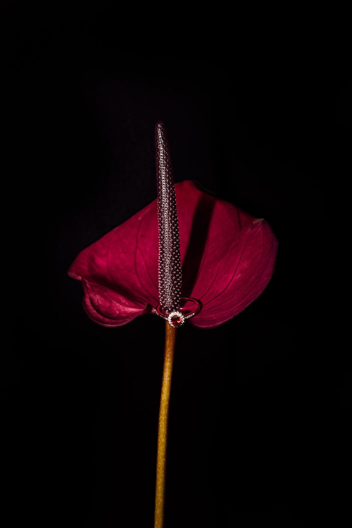 Styled shoot models Harper and Liam: a single dark-red anthurium wrapped around a ring, Chateau de Mirambeau, spring editorial